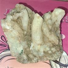 سنگواره