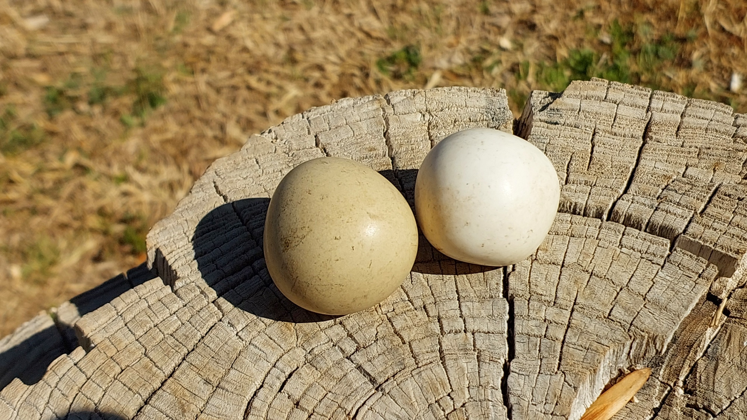 سنگ آسیاب الماس اصل