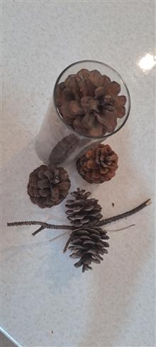 میوه