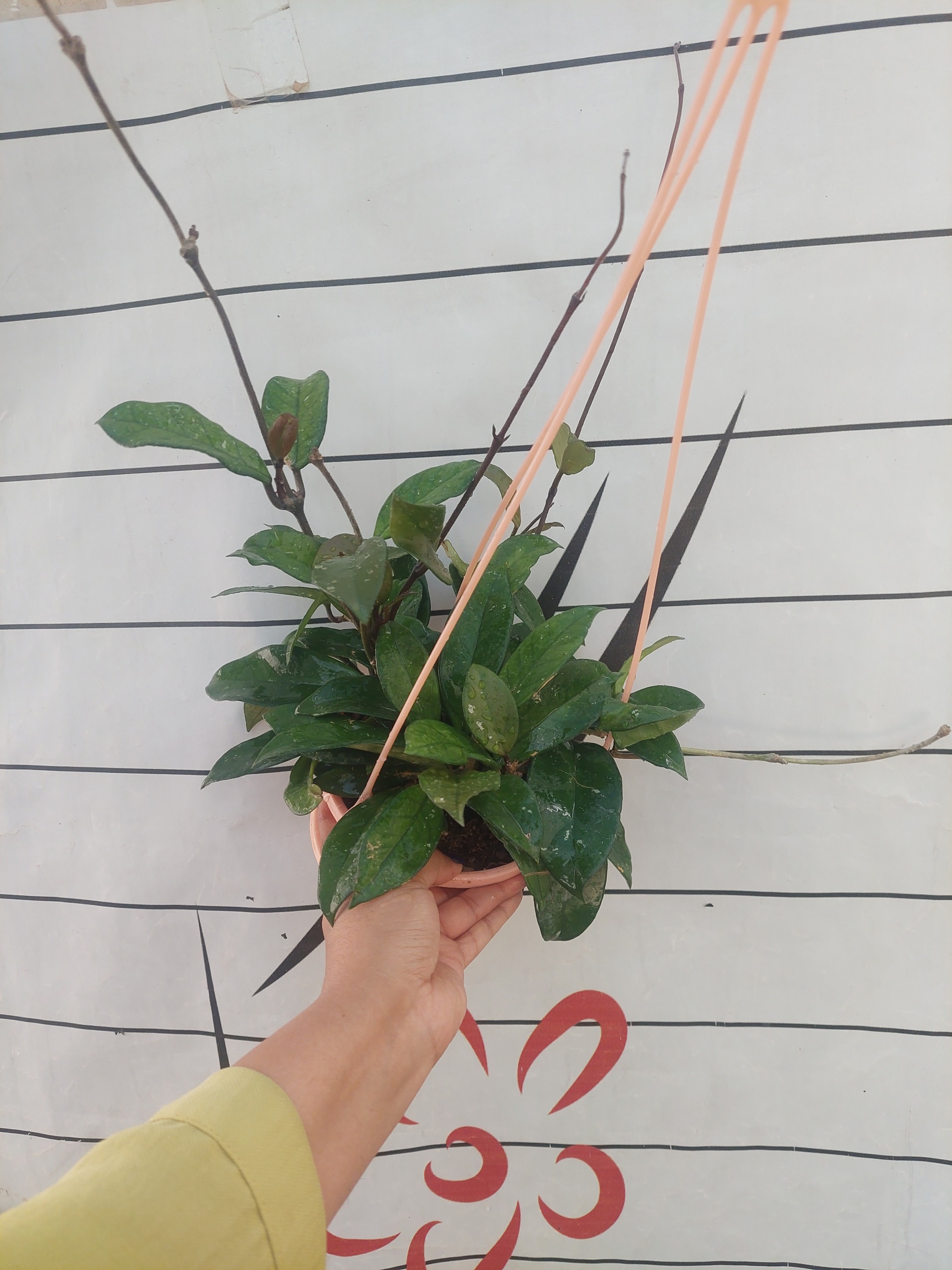 گل هویا کارنوزا پر بوته