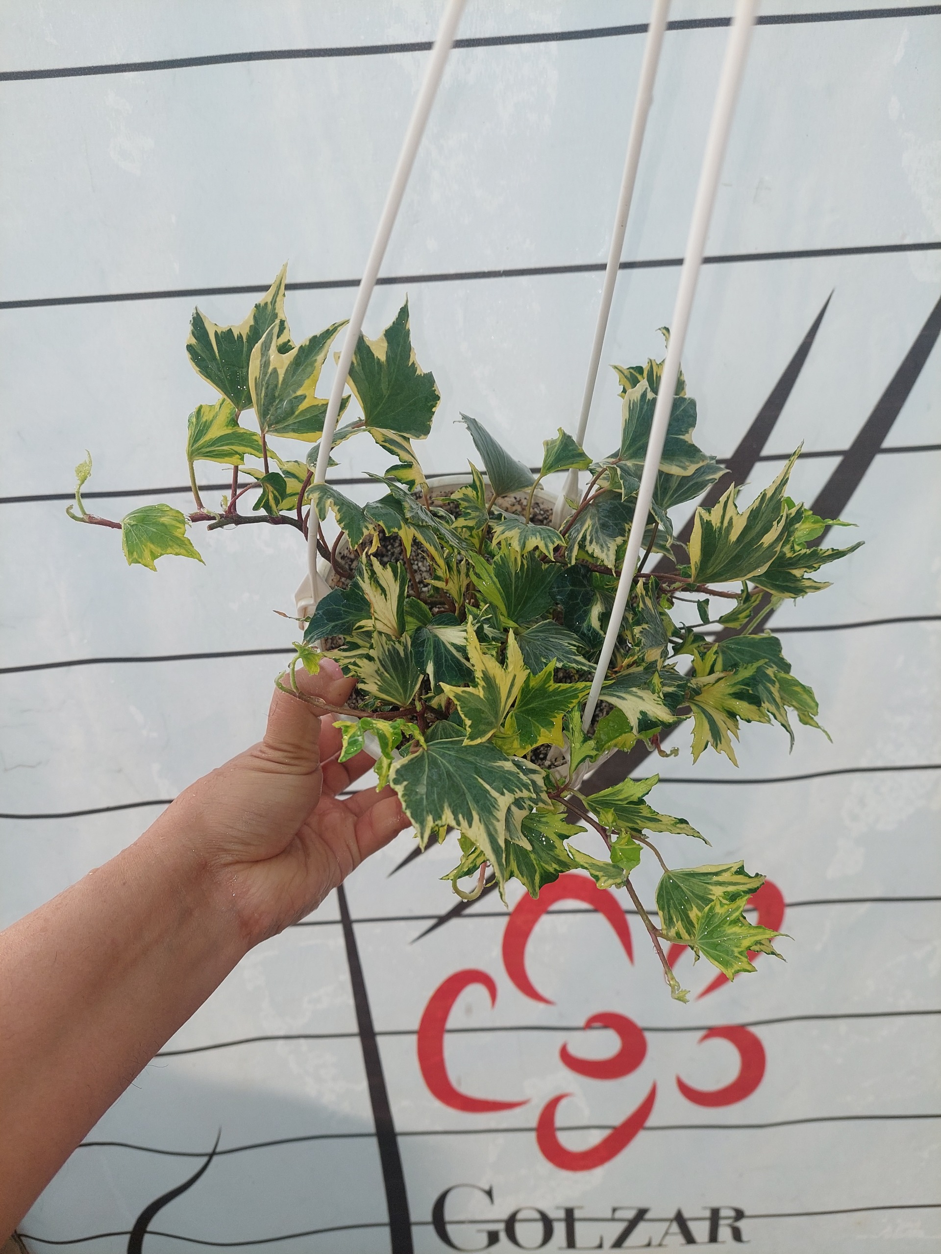 گل پاپیتال سوزنی کاسه ای