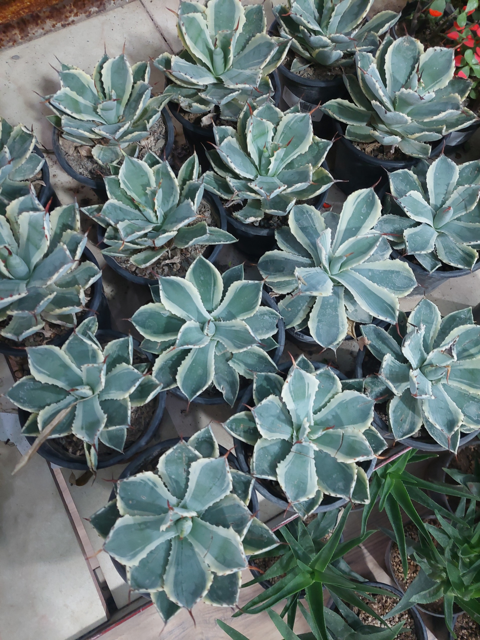 کاکتوس خاص گلدان ده