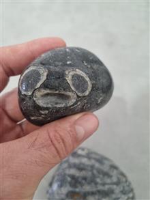 فسیل