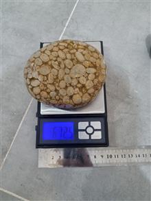 فسیل