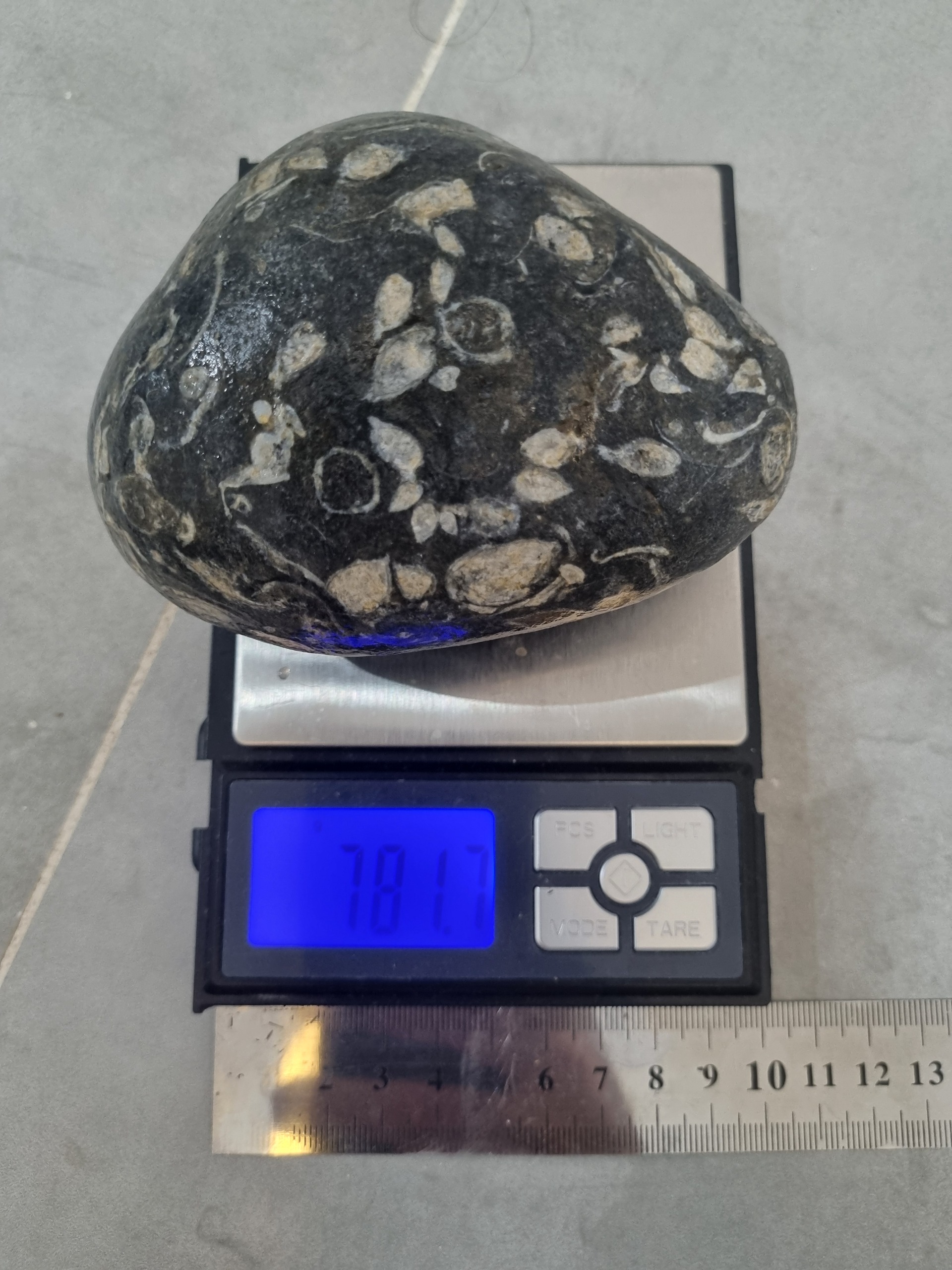 فسیل دریایی چند میلیون ساله