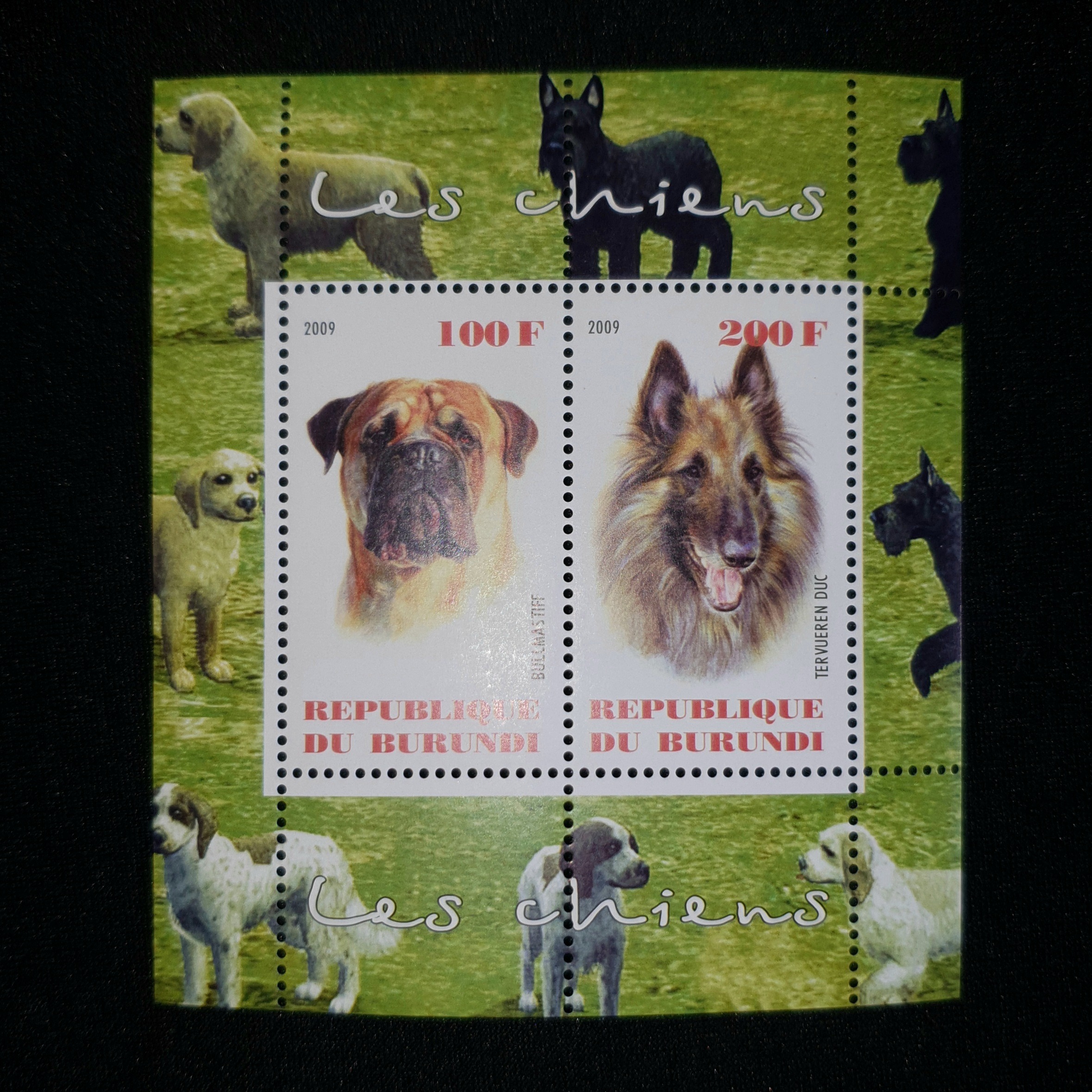 مینی شیت نژاد سگ ها چسبدار (8)