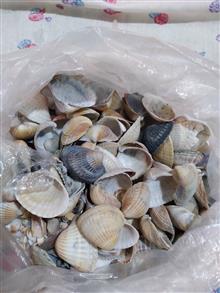 گوش،ماهی