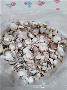 گوش