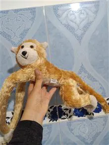 میمون