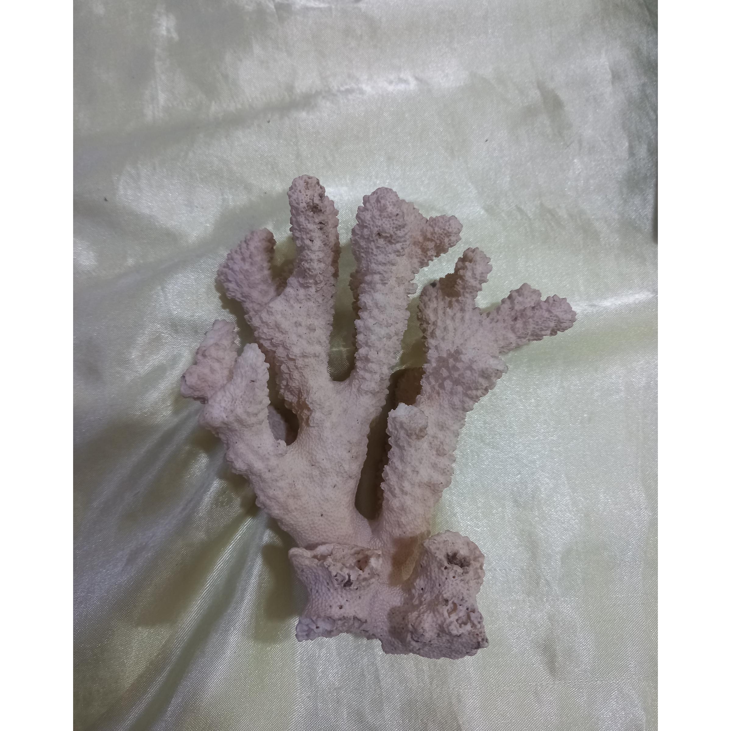 مرجان بسیار زیبا طبق عکس