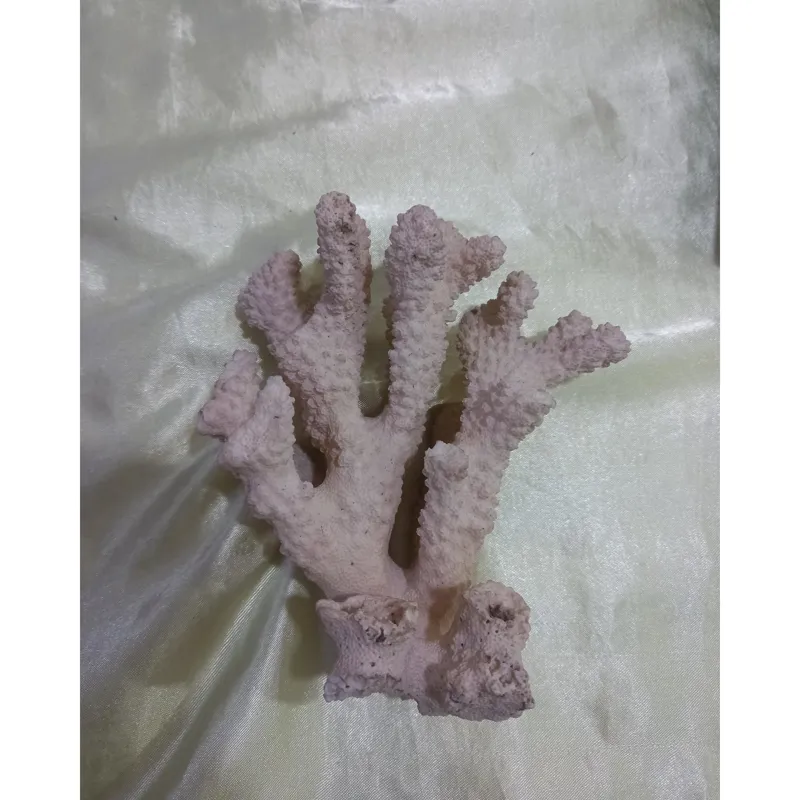 مرجان بسیار زیبا طبق عکس