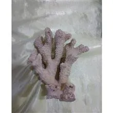 مرجان