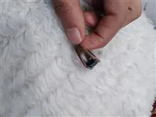 انگشتر