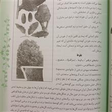 دایره