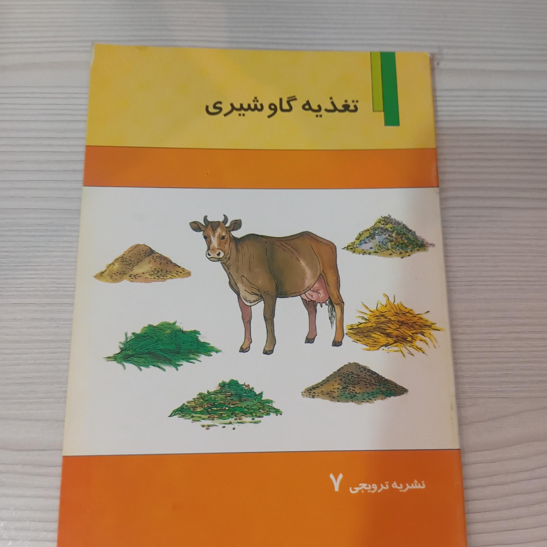 تغذیه گاو شیری