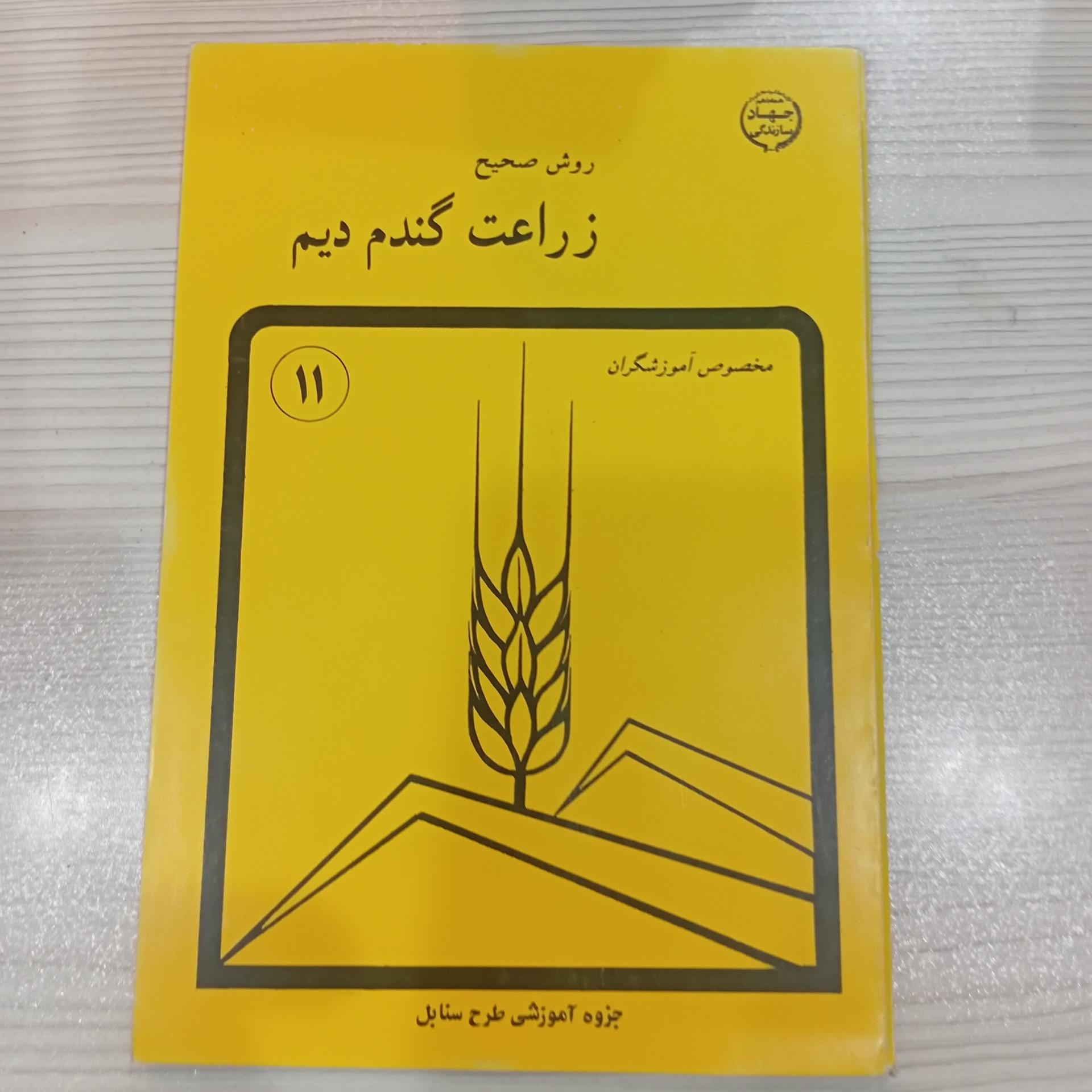 روش صحیح زراعت گندم دیم