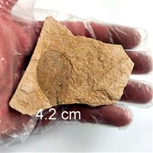 فسیل