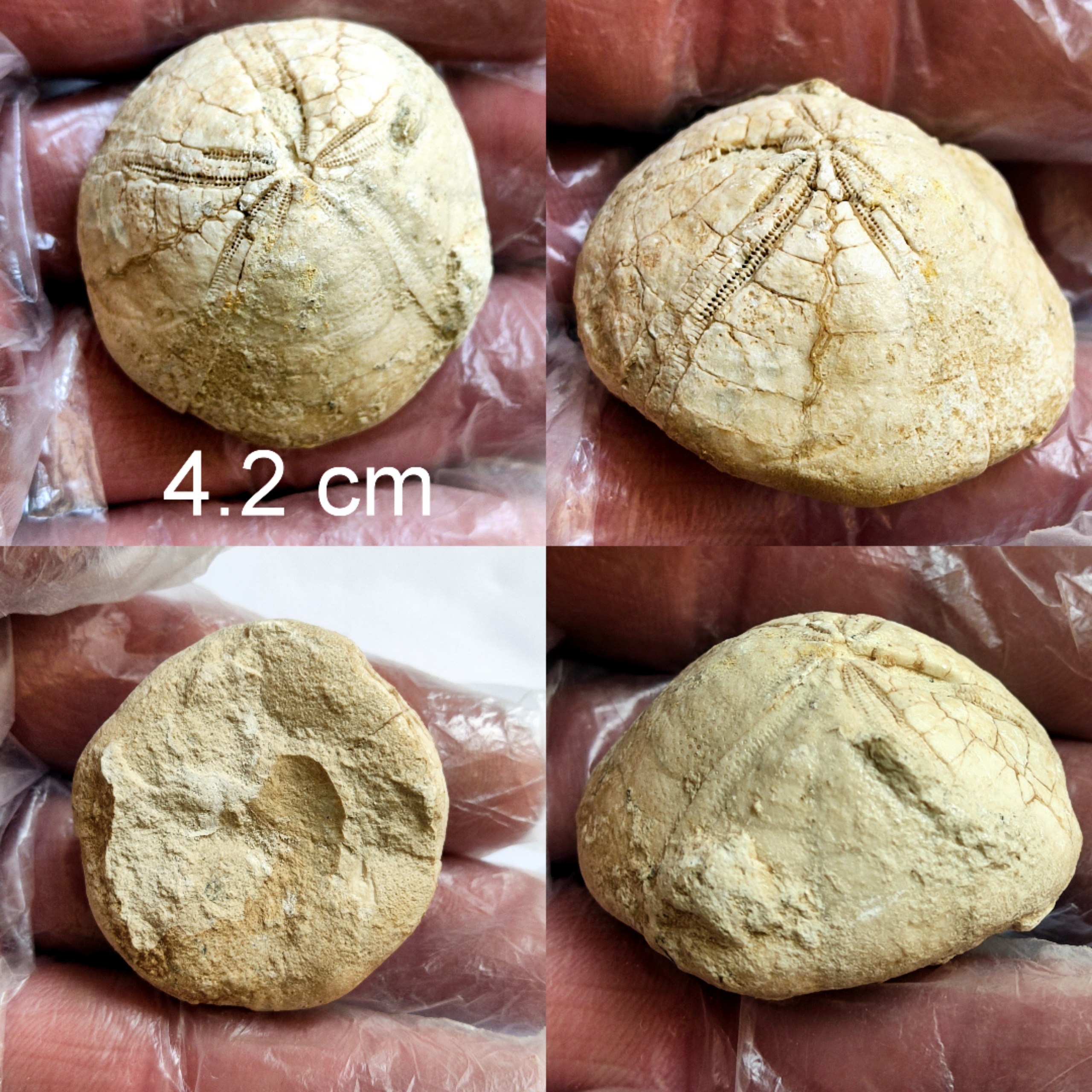 فسیل خارپوست سالم