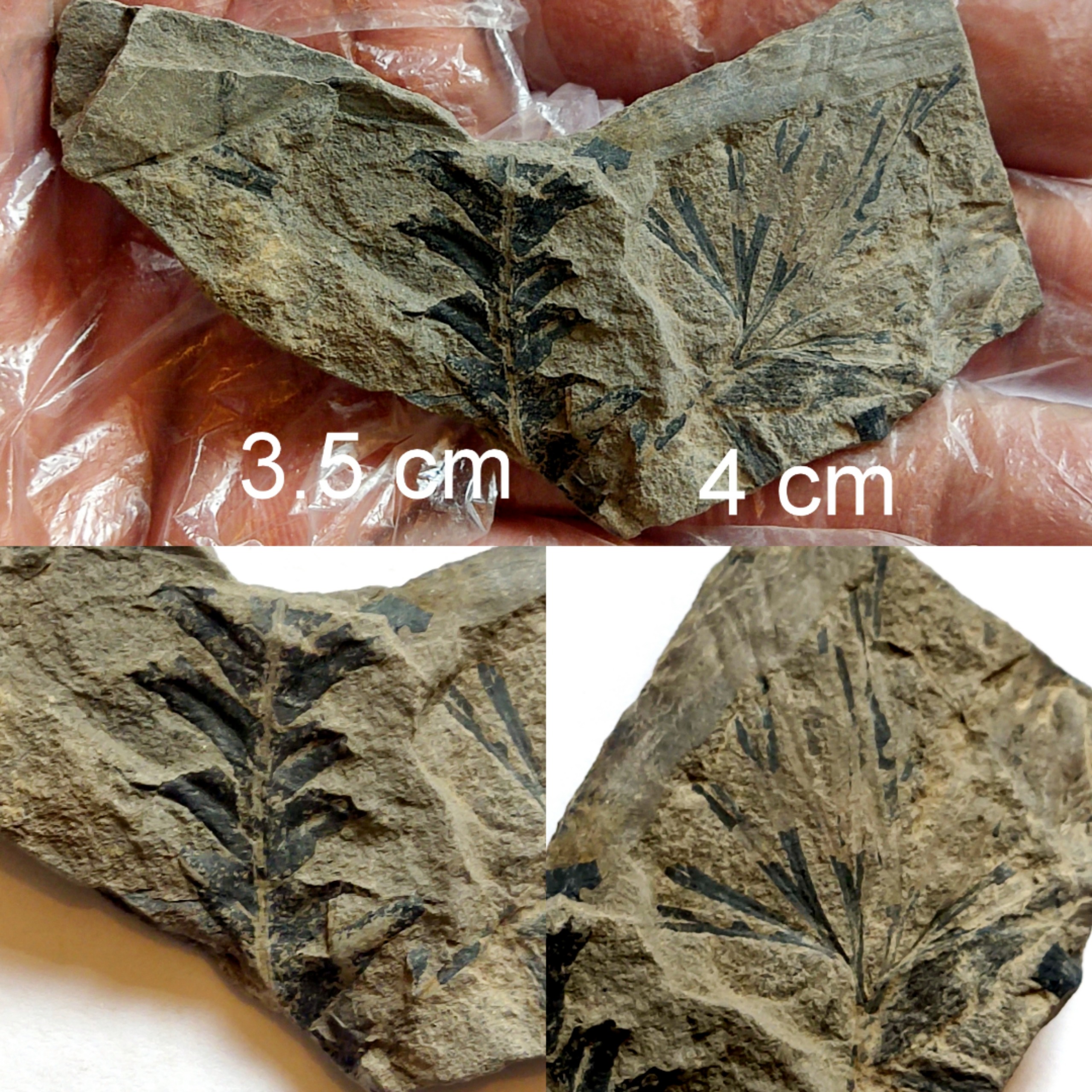 2 فسیل گیاهی مختلف کنار هم تخسوسی