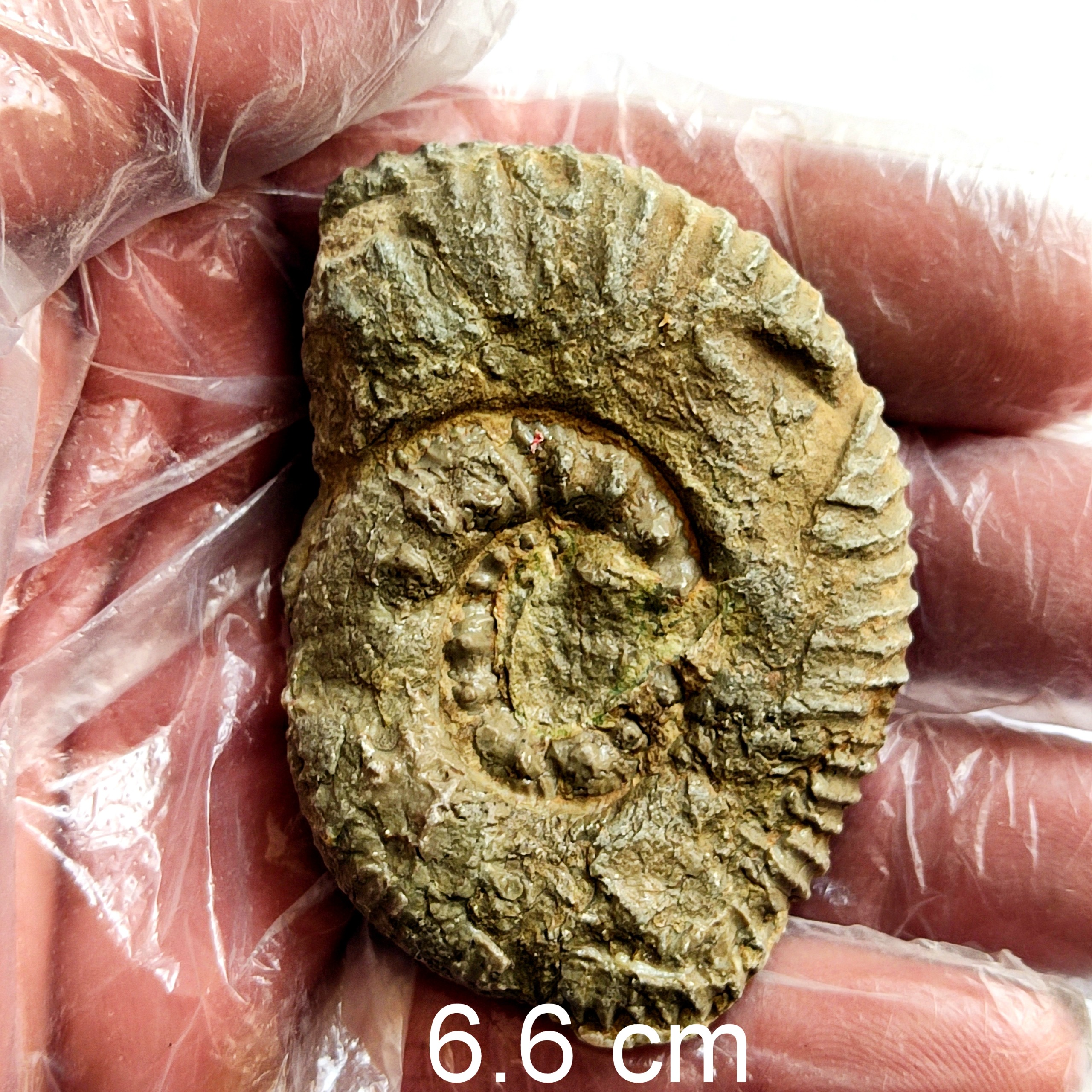 فسیل آمونیت شاخص از ژوراسیک