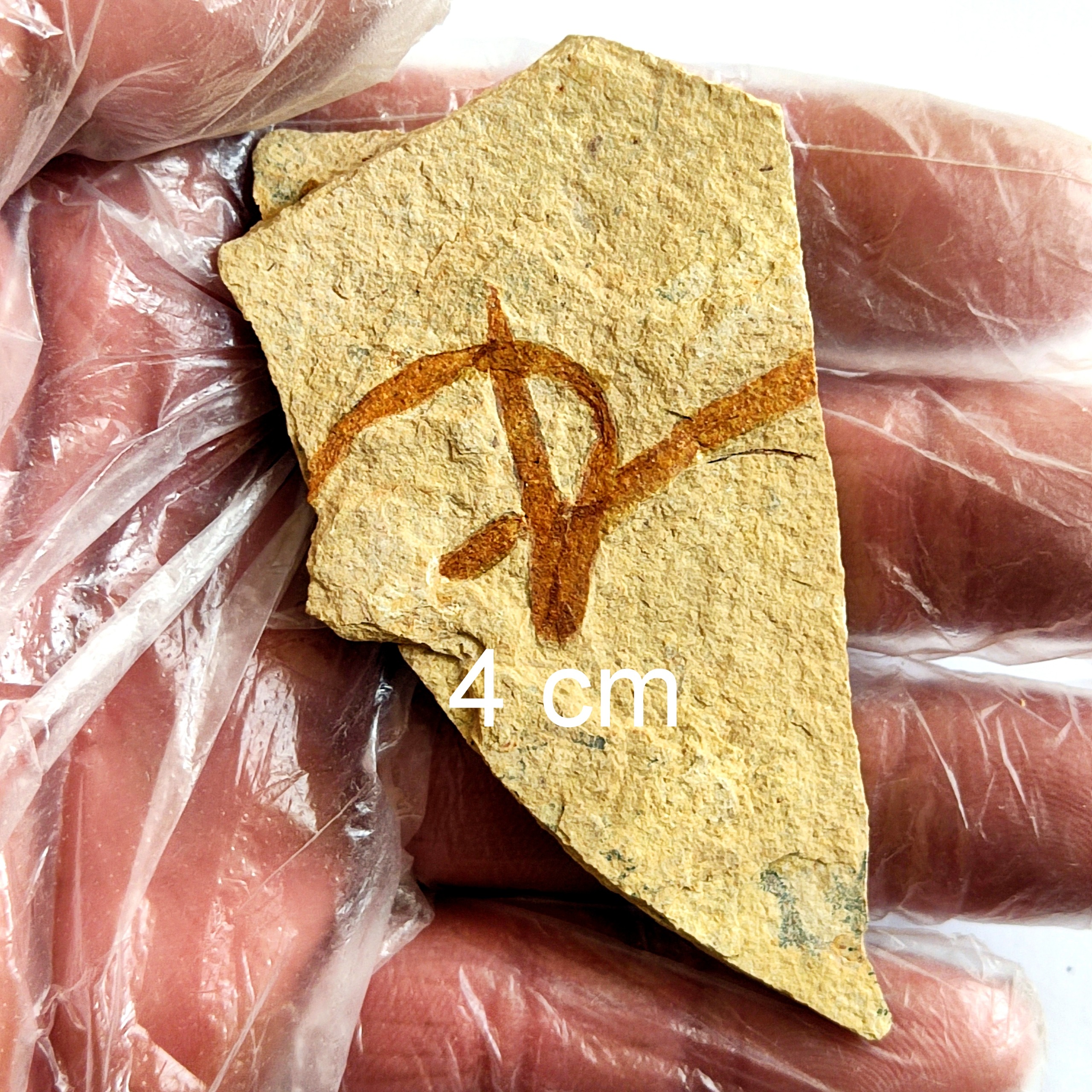 فسیل خزه سالم