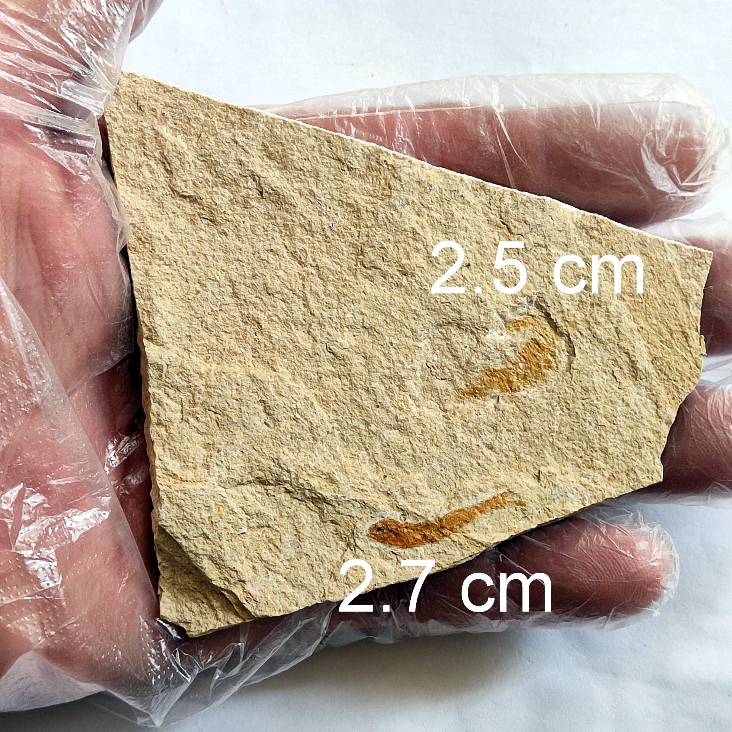 2 فسیل ماهی و میگو کنار هم