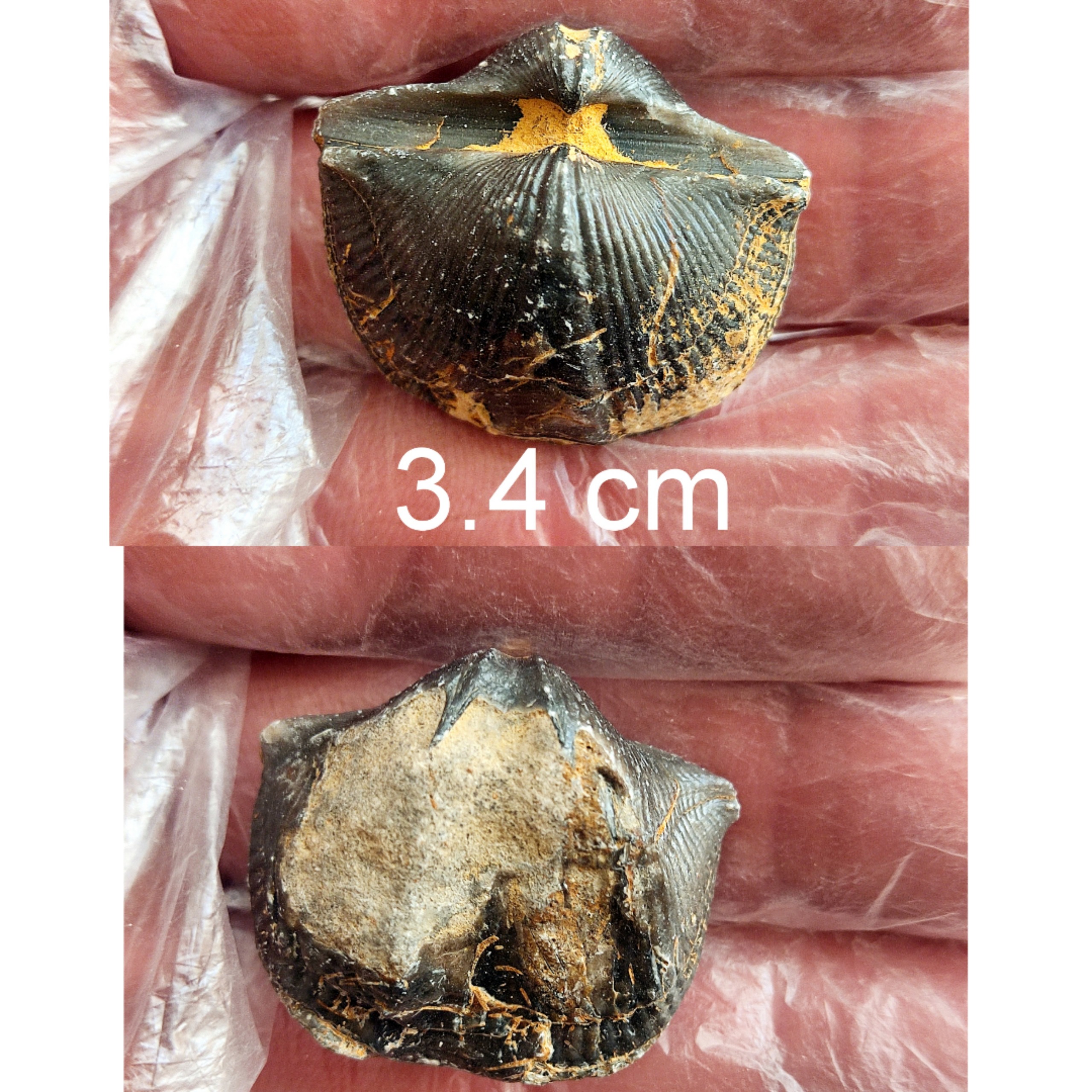 فسیل براکیوپود از دونین سالم و مشهود
