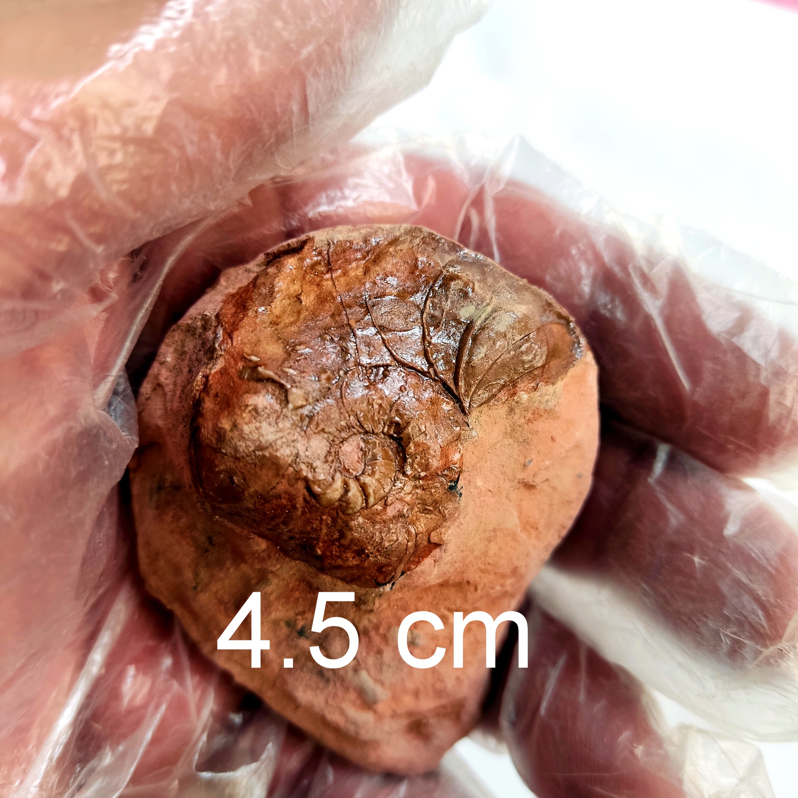 فسیل اسلایس ناتیلویید اورجینال جهت تشخیص فیک