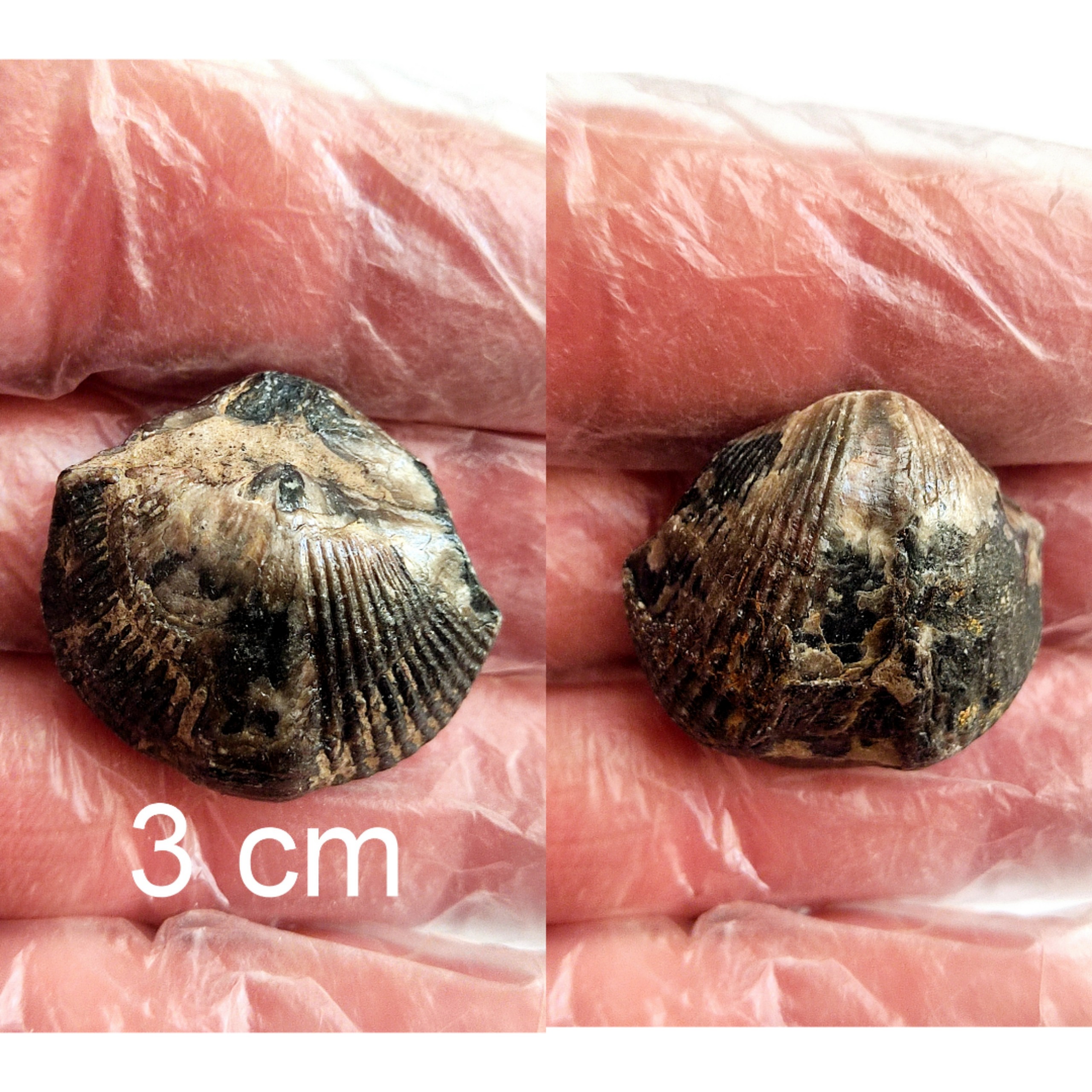 فسیل براکیوپود از دونین 2 رو