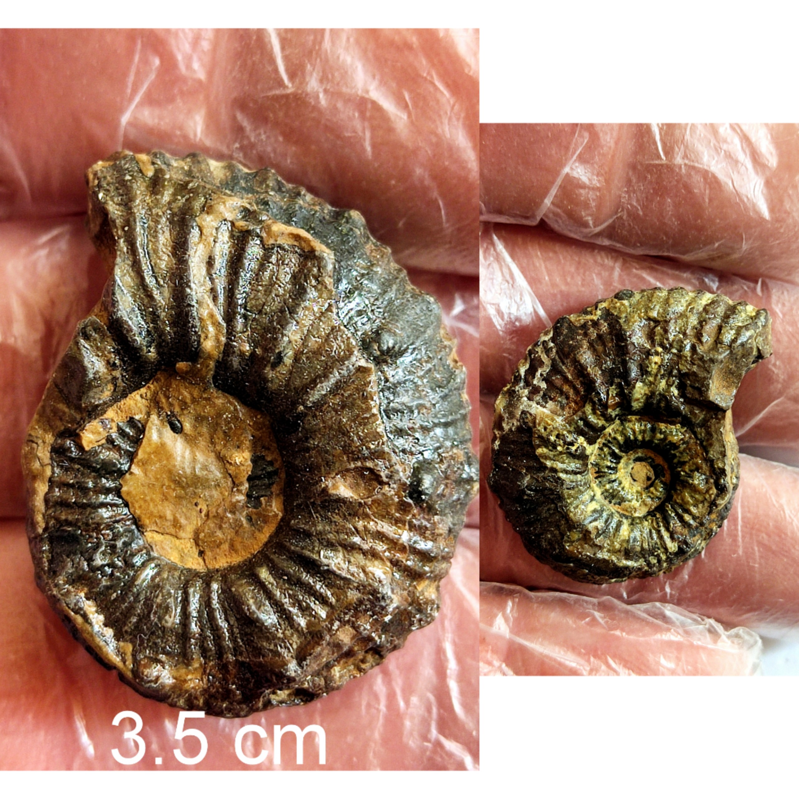 فسیل آمونیت خار دار از کرتاسه کپه داغ 2 رو