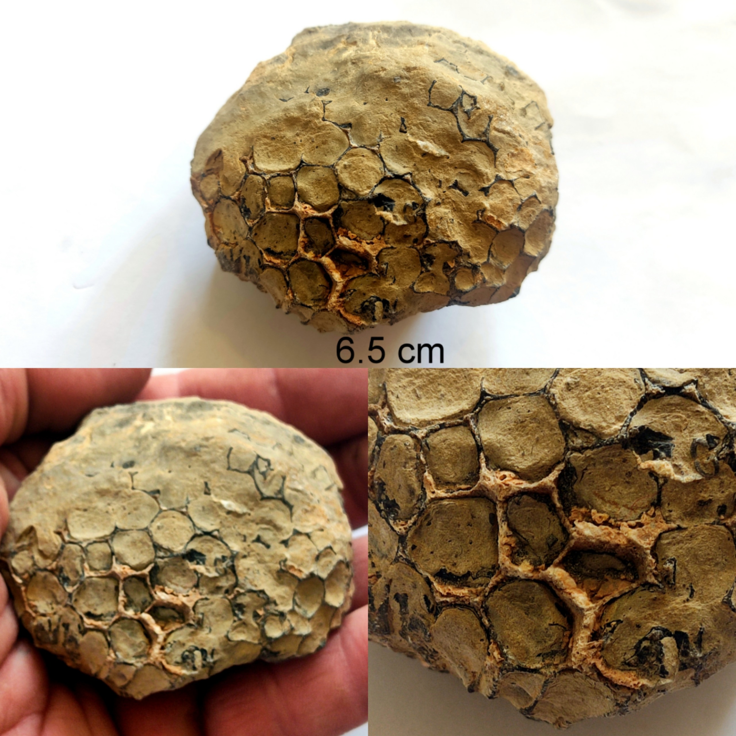 فسیل مرجان از زمان کربنیفر