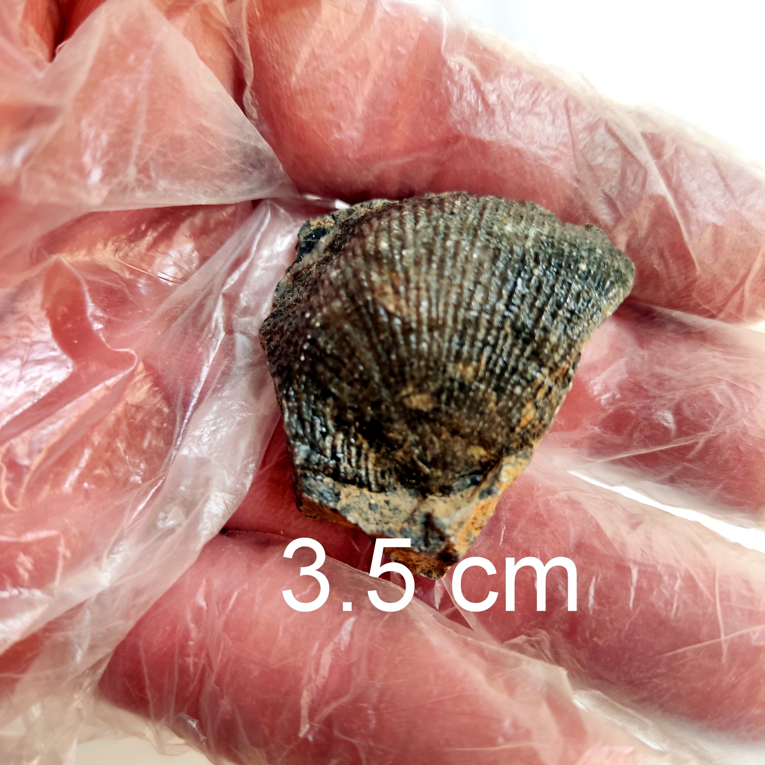 فسیل براکیوپود از کربنیفر