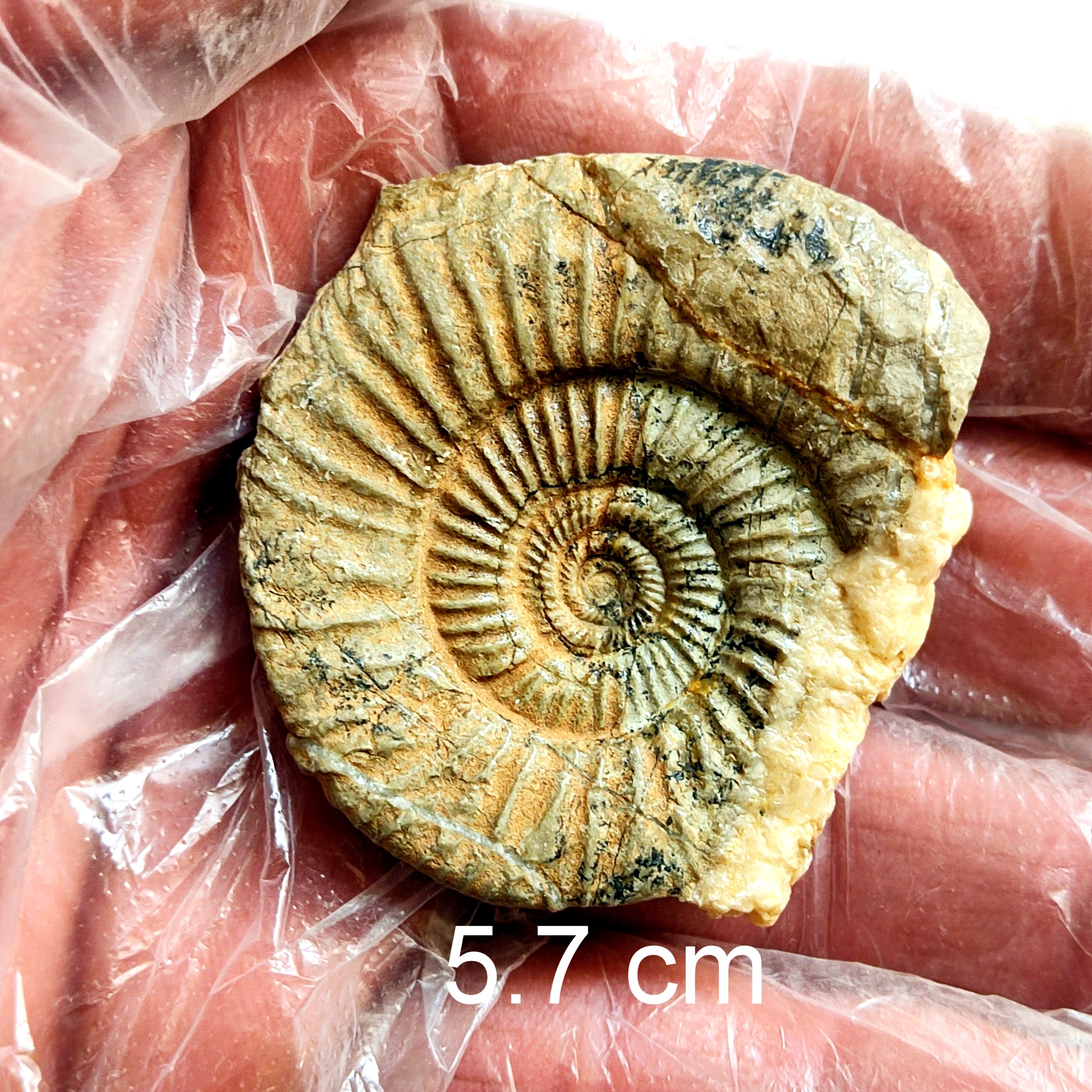 فسیل آمونیت مارپیچ زیبا ، شاخص زمان ژوراسیک