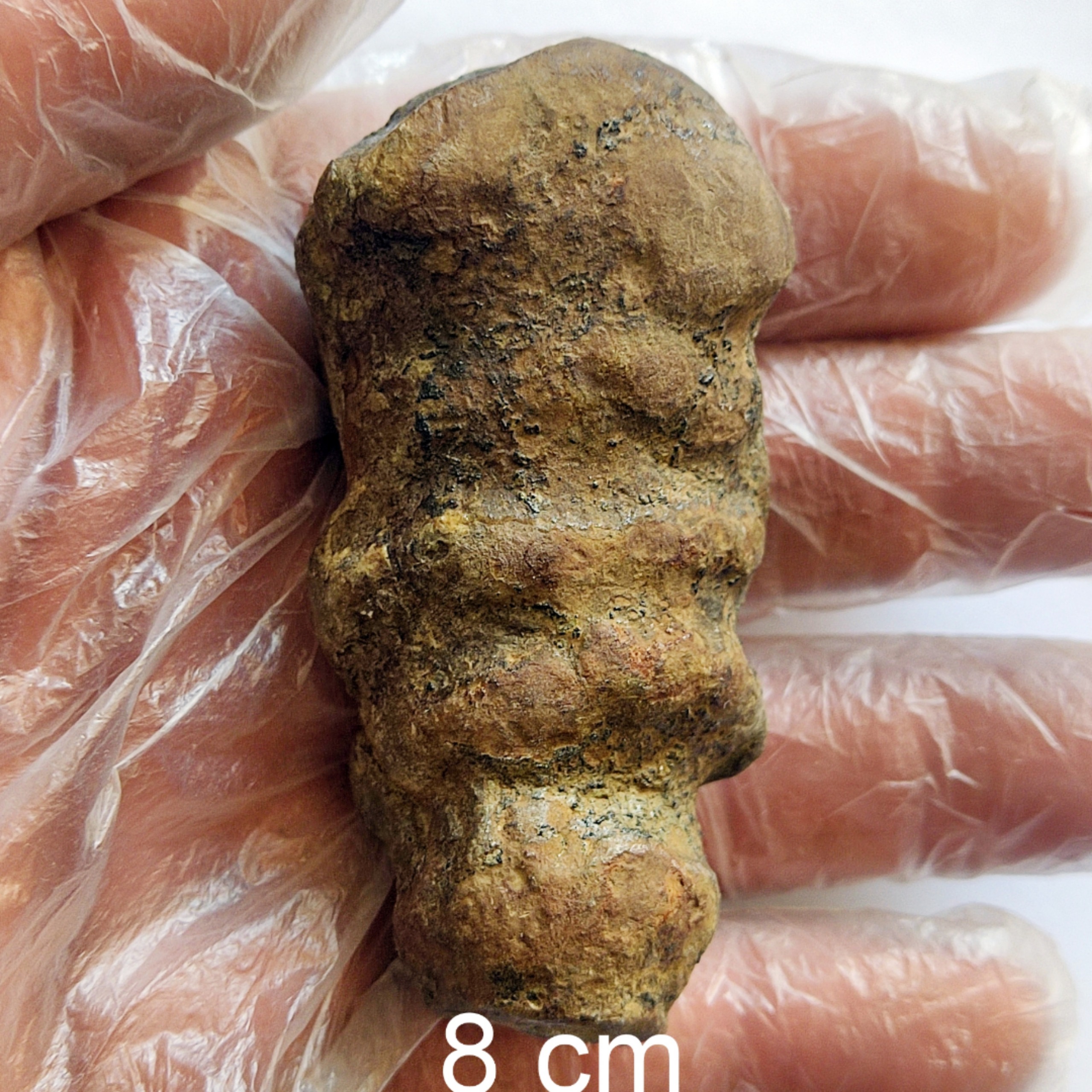 فسیل اسفنج از کرتاسه کپه داغ با قیمت مناسب