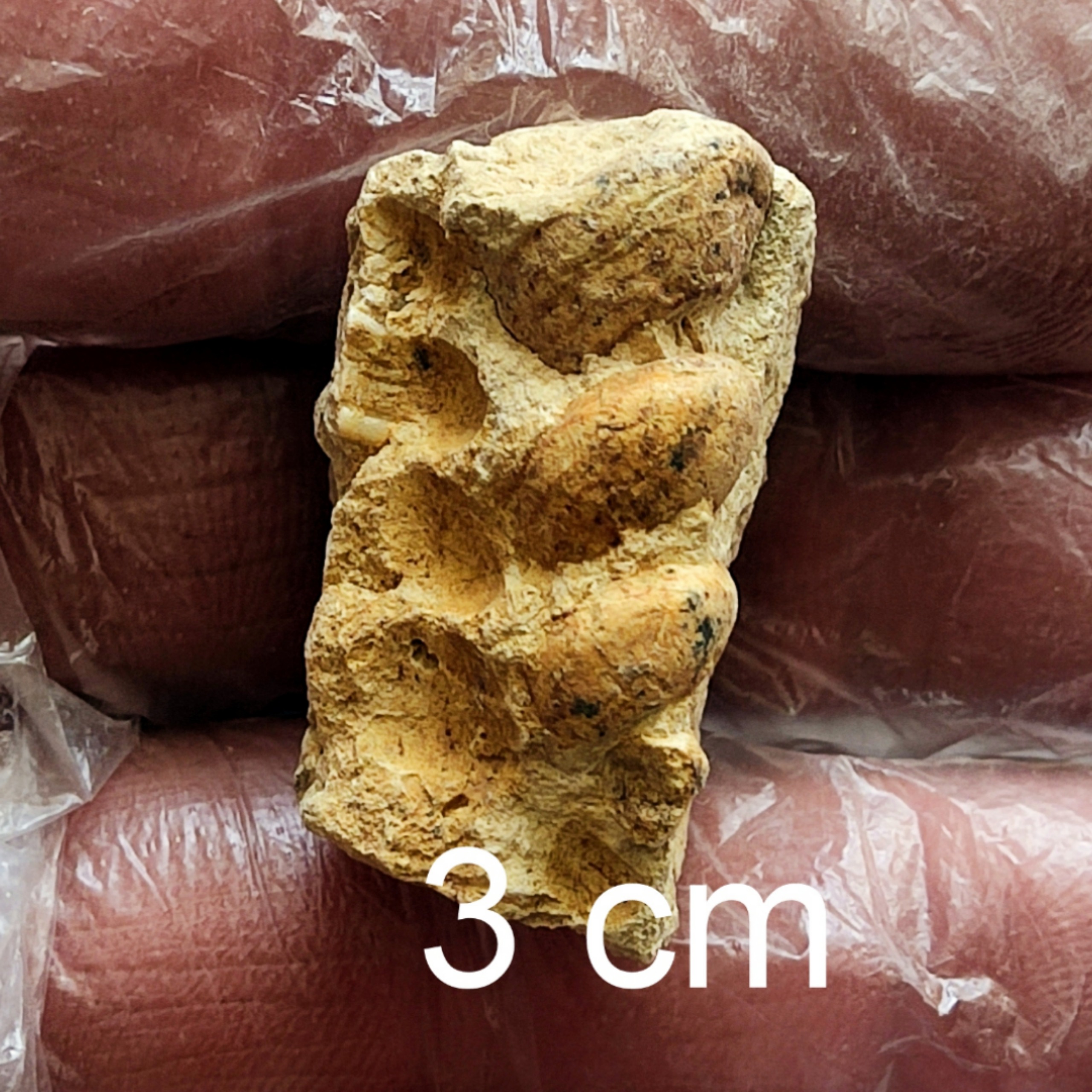 سنگ عرج داخل سنگ نشکن فسیل