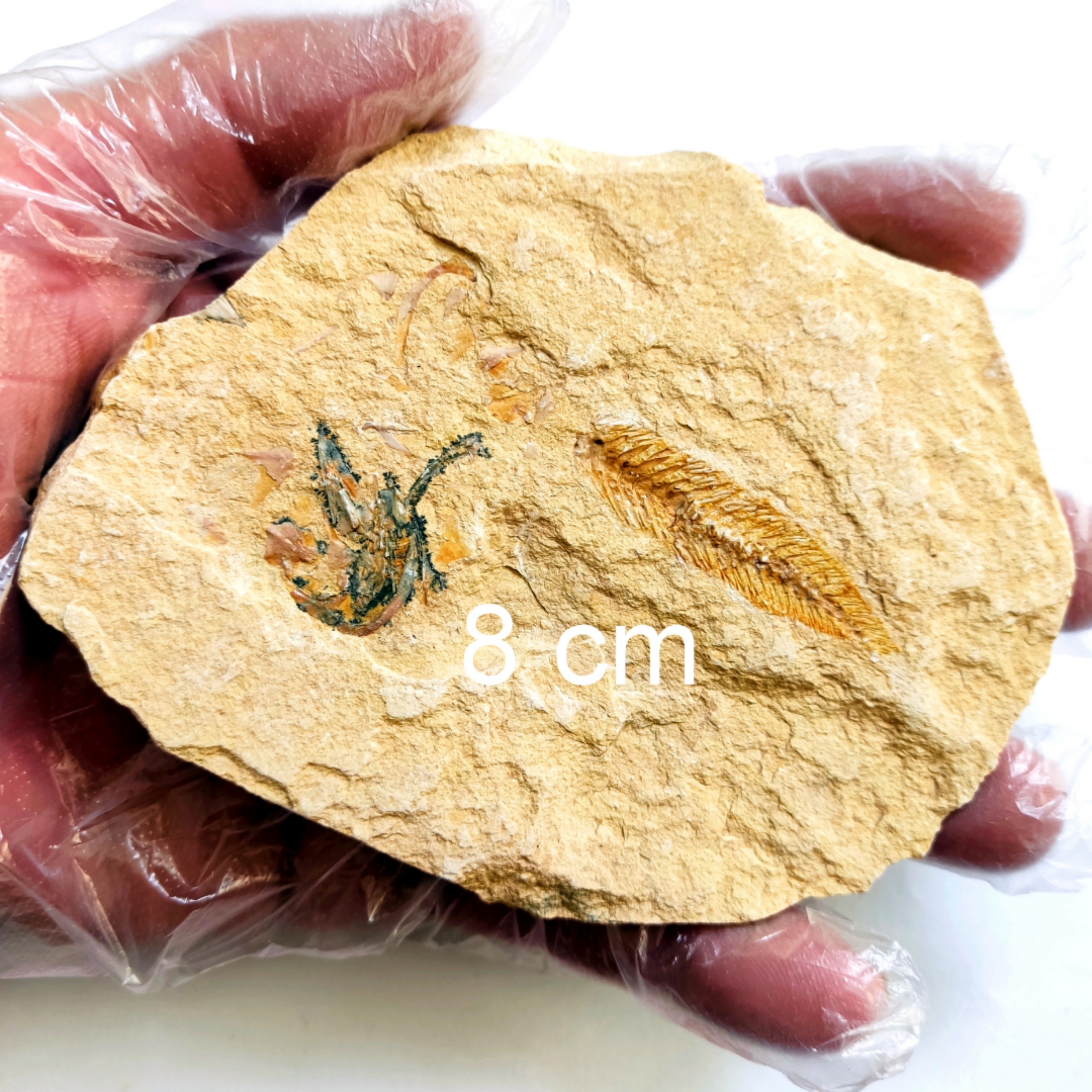 فسیل ماهی جدید ، کف زی