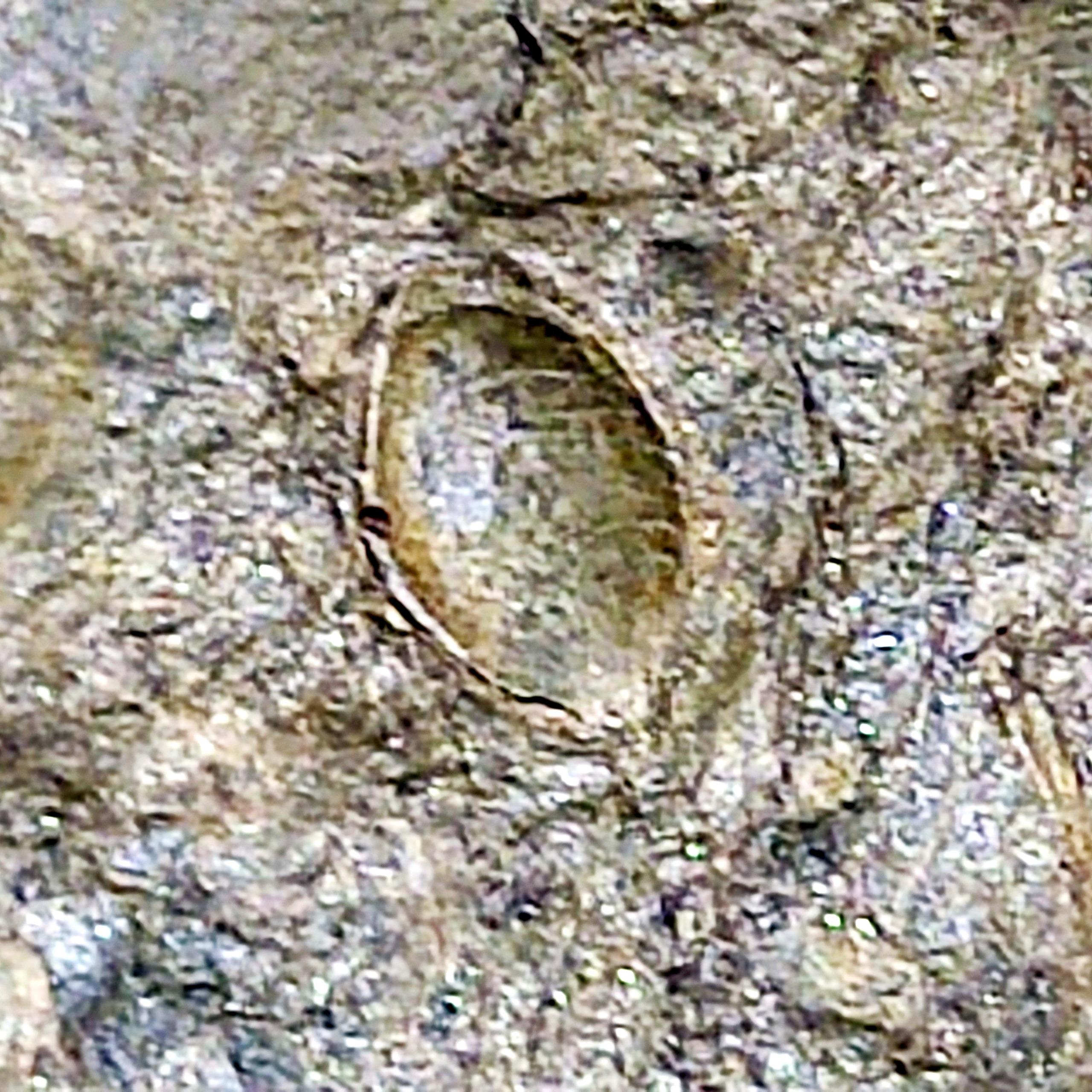 اولین رکورد فسیل دانه گیاهان از مزوزوییک ایران