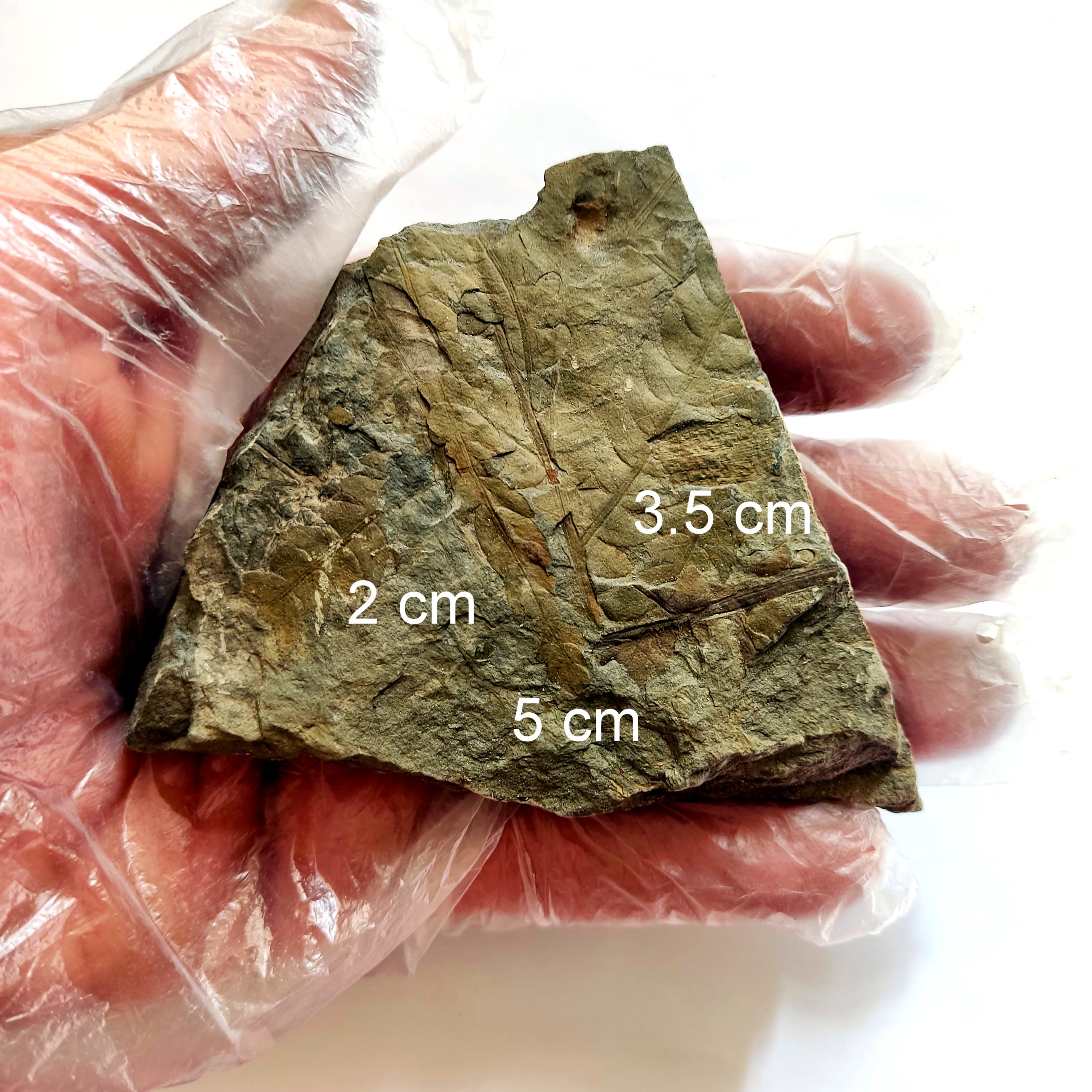 چندین فسیل گیاهی سرخس سالم و بدون ترک