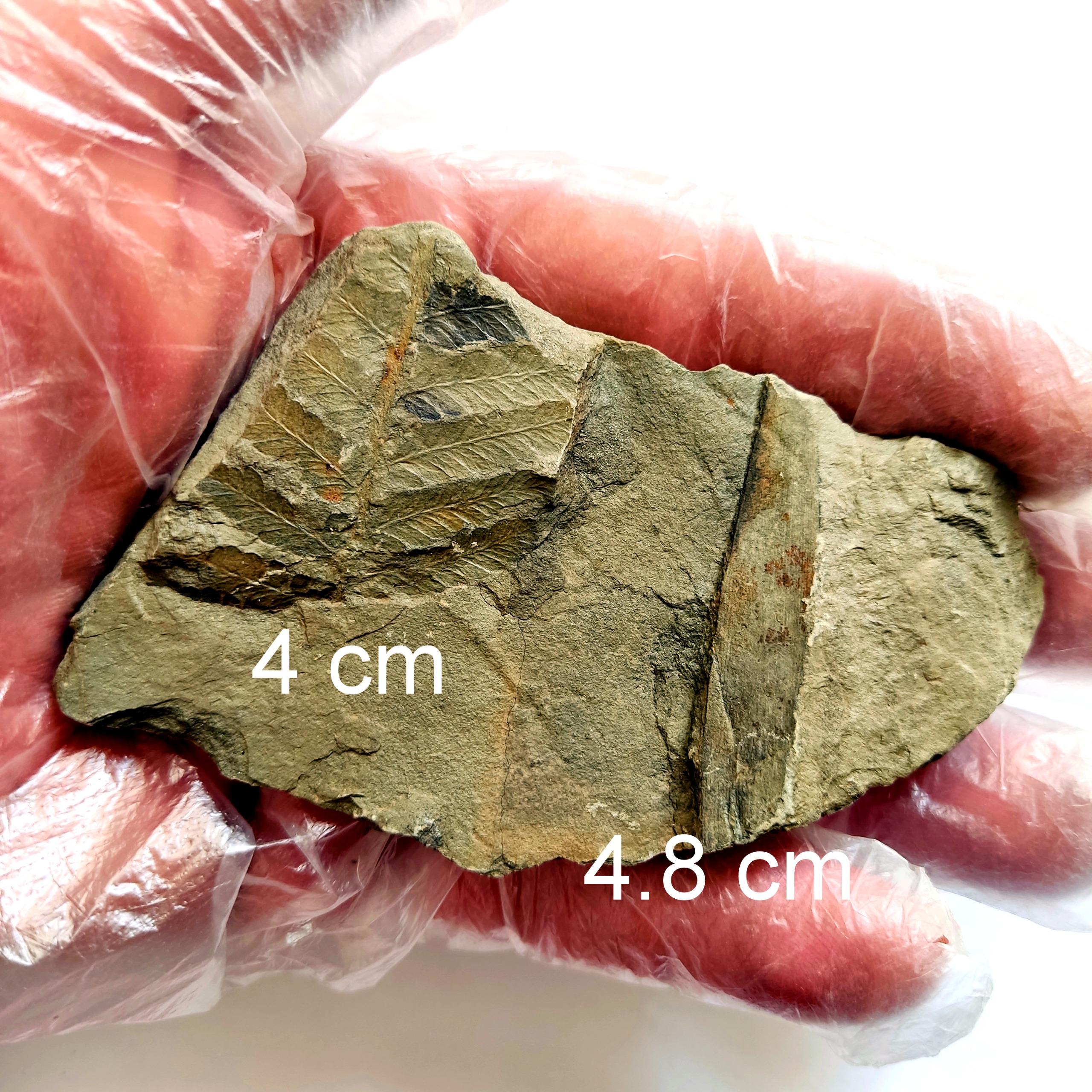 2 فسیل مختلف گیاهی سرخس کنار هم