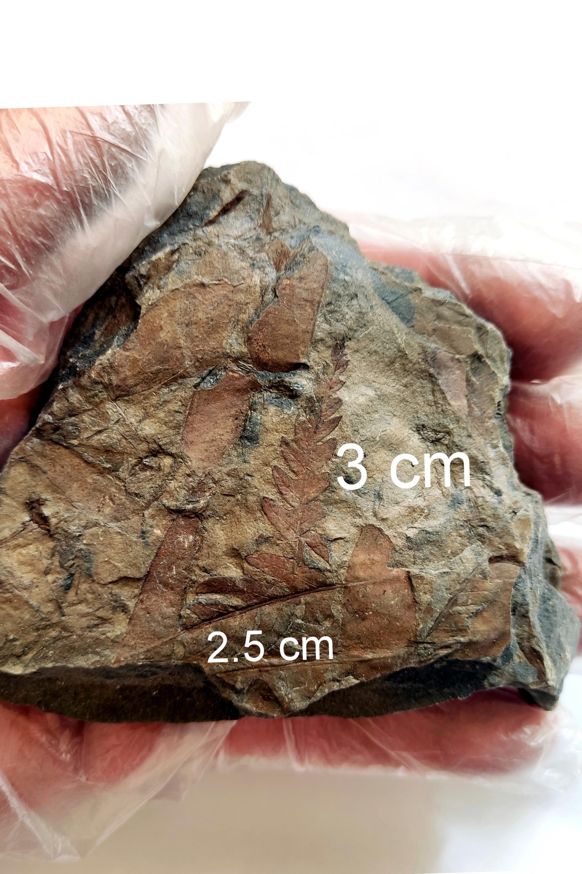 2 نوع فسیل سرخس مشهود و سالم کنار هم