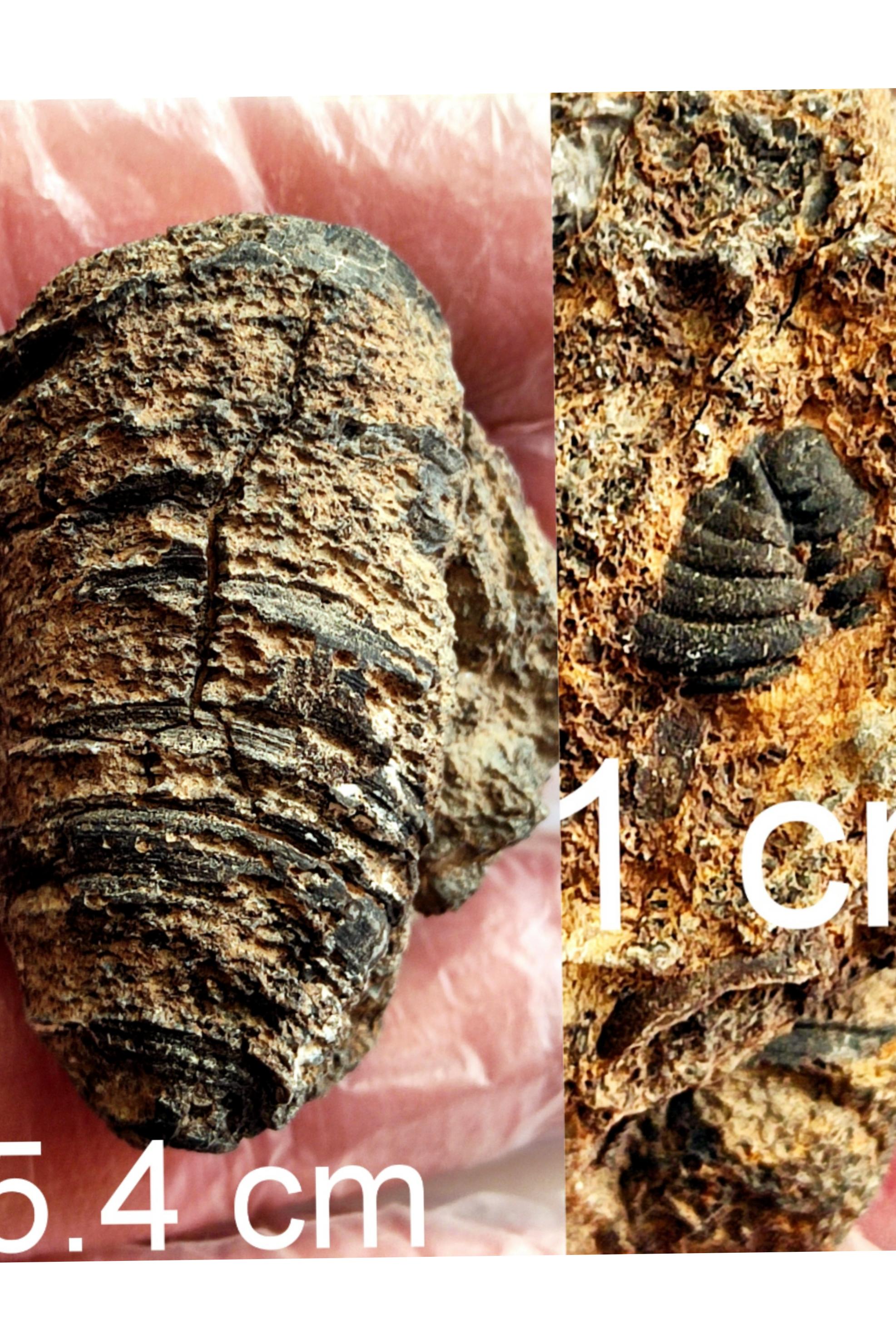 فسیل مرجان و تریلوبیت کنار هم از زمان ؟