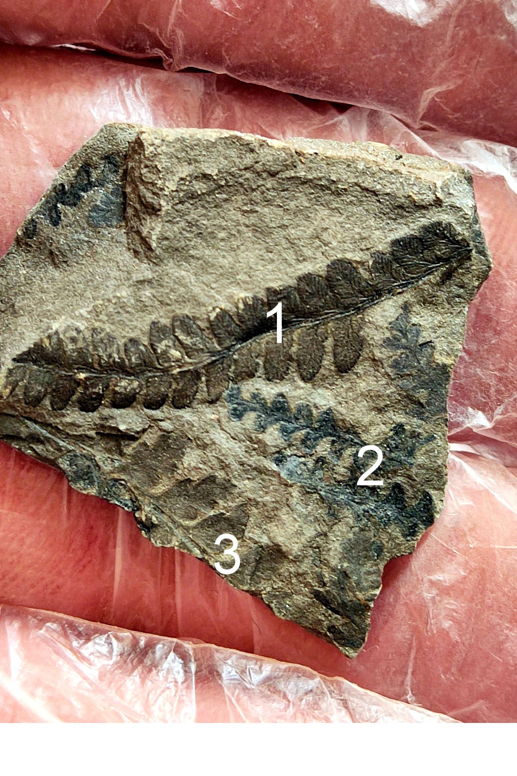 3 نوع فسیل گیاهی با نامگذاری صحیح