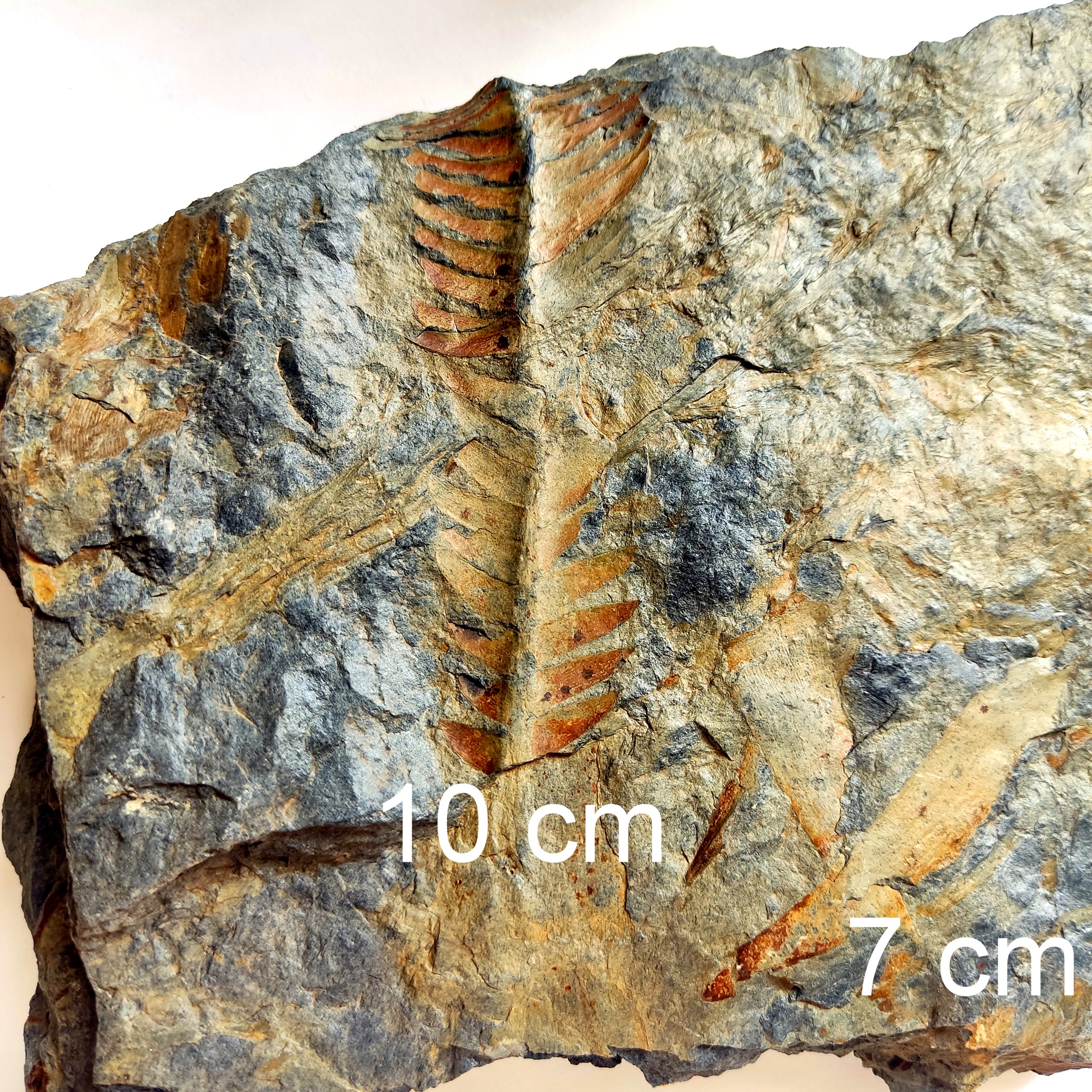 2 فسیل گیاهی سرخس سالم و رنگی مناسب ویترین