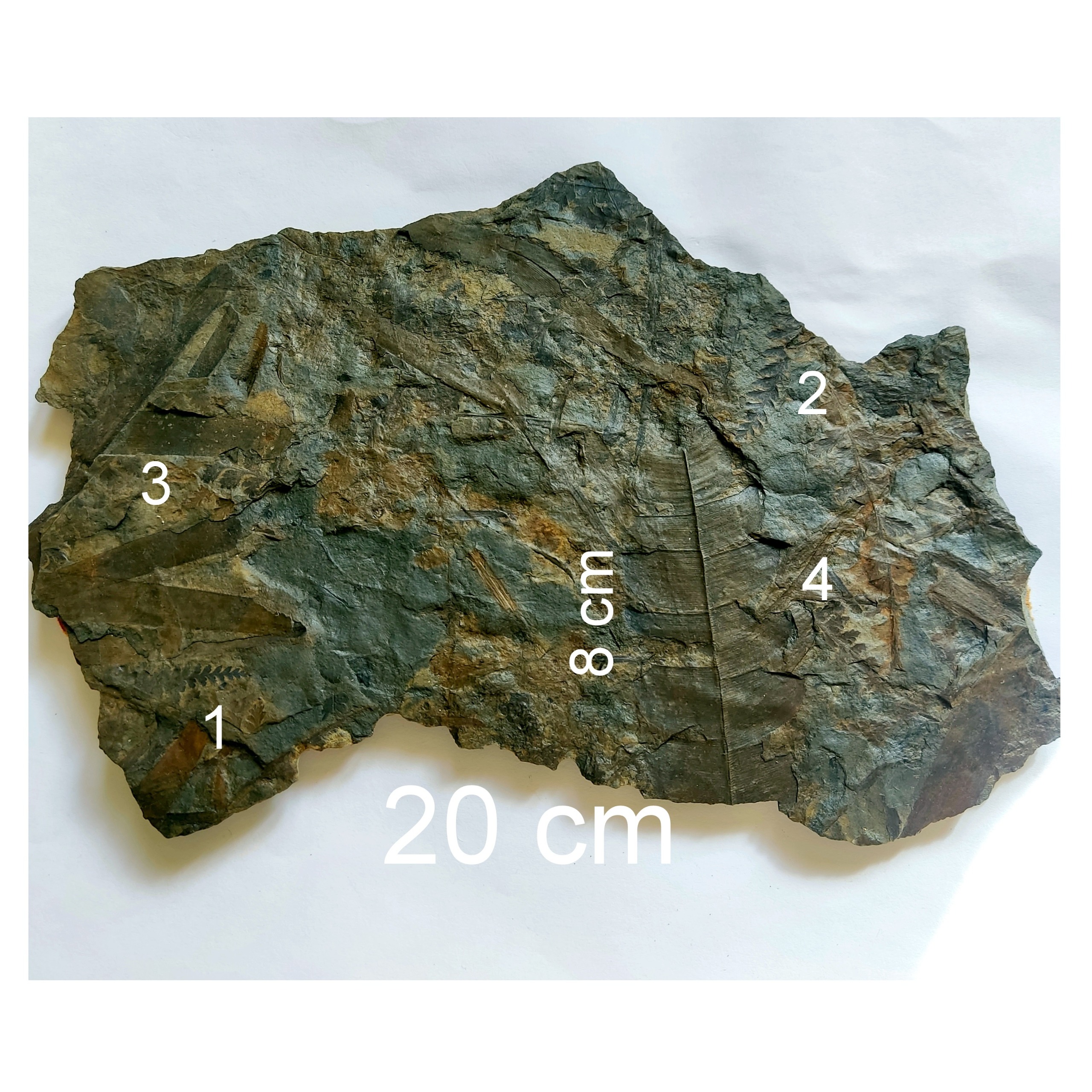 4 نوع فسیل گیاهی سرخس مناسب ویترین و اصل