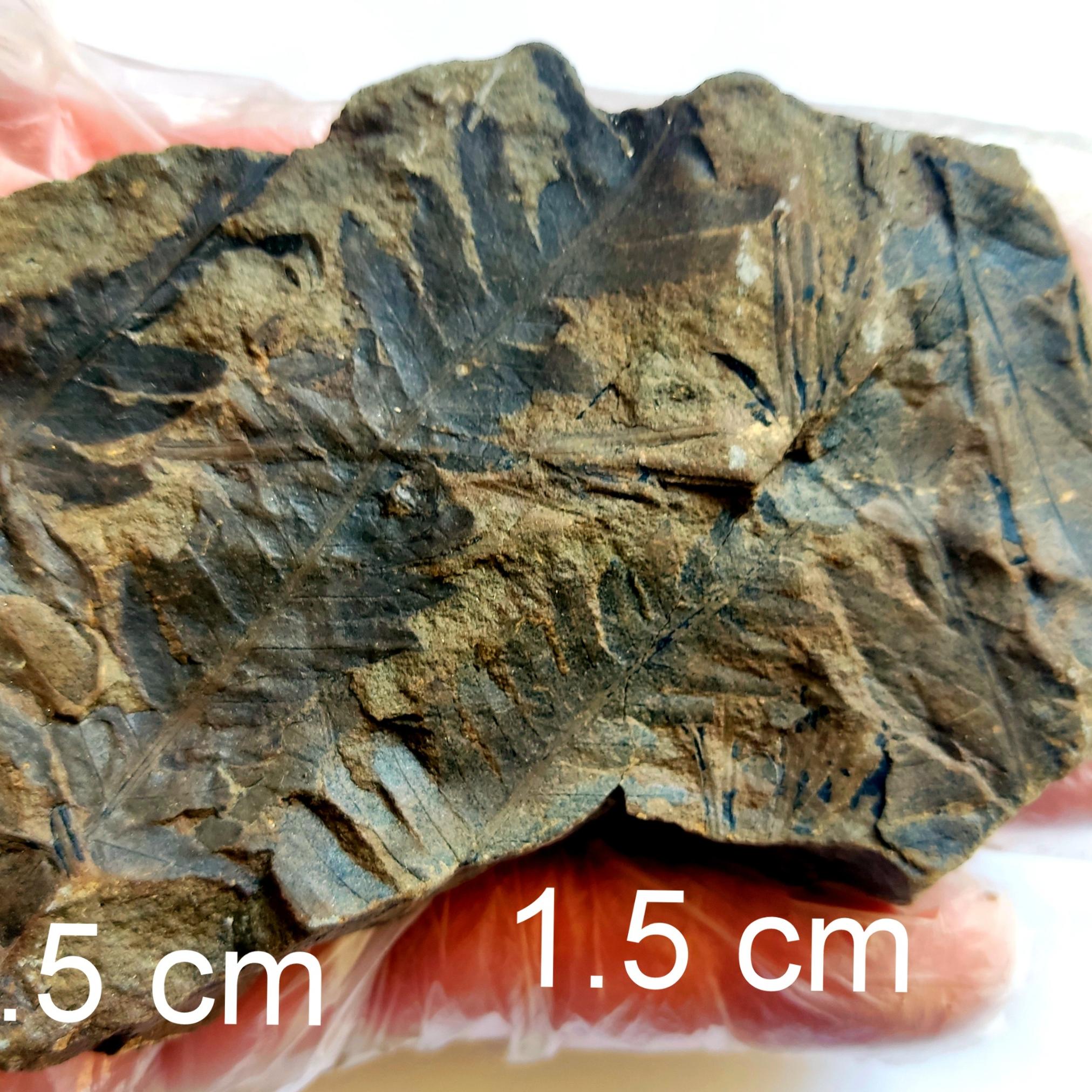 چند برگ فسیل دیکتیوفیلوم با اصالت علمی