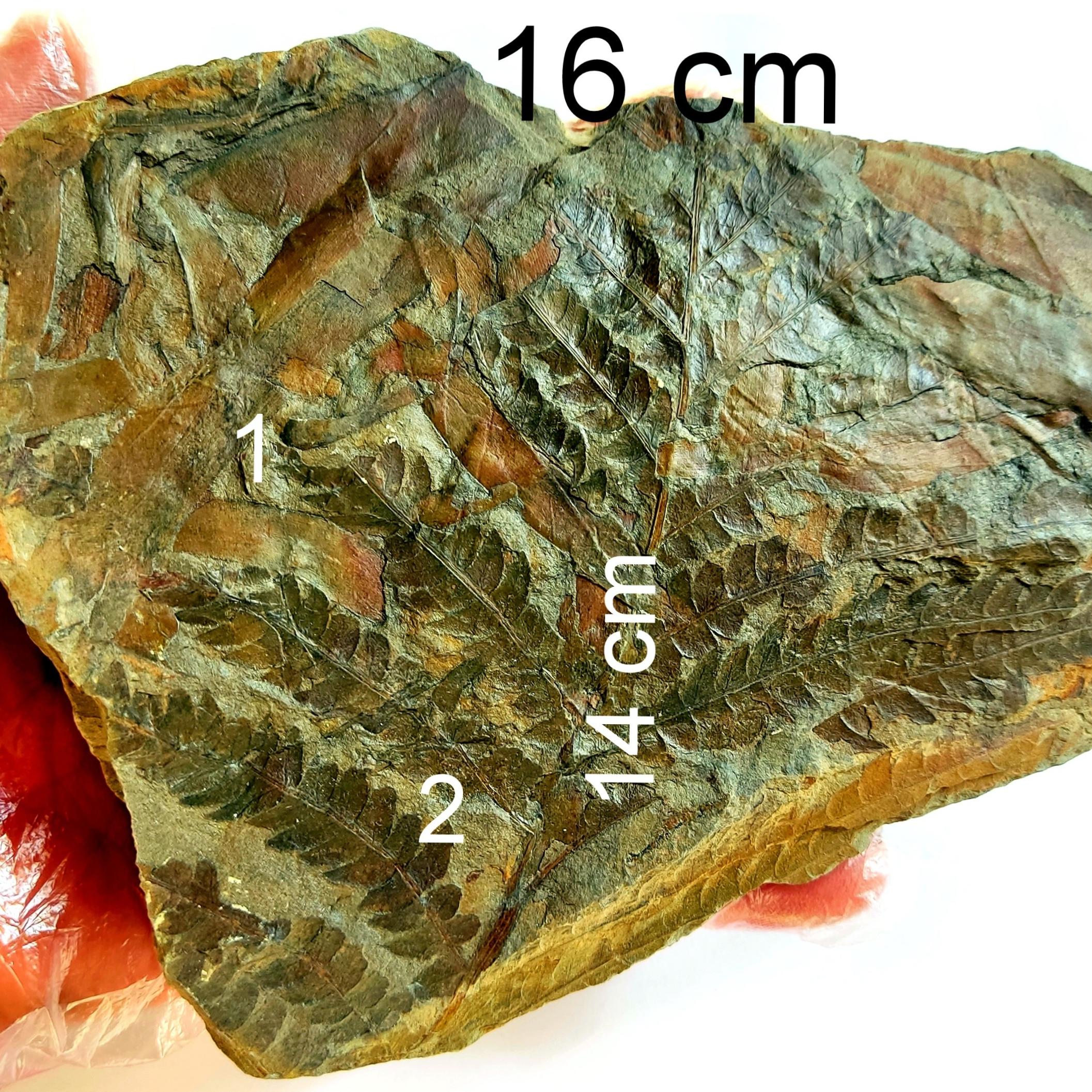 2 نوع فسیل گیاهی سرخس شارپ و رنگی با نامگذاری علمی