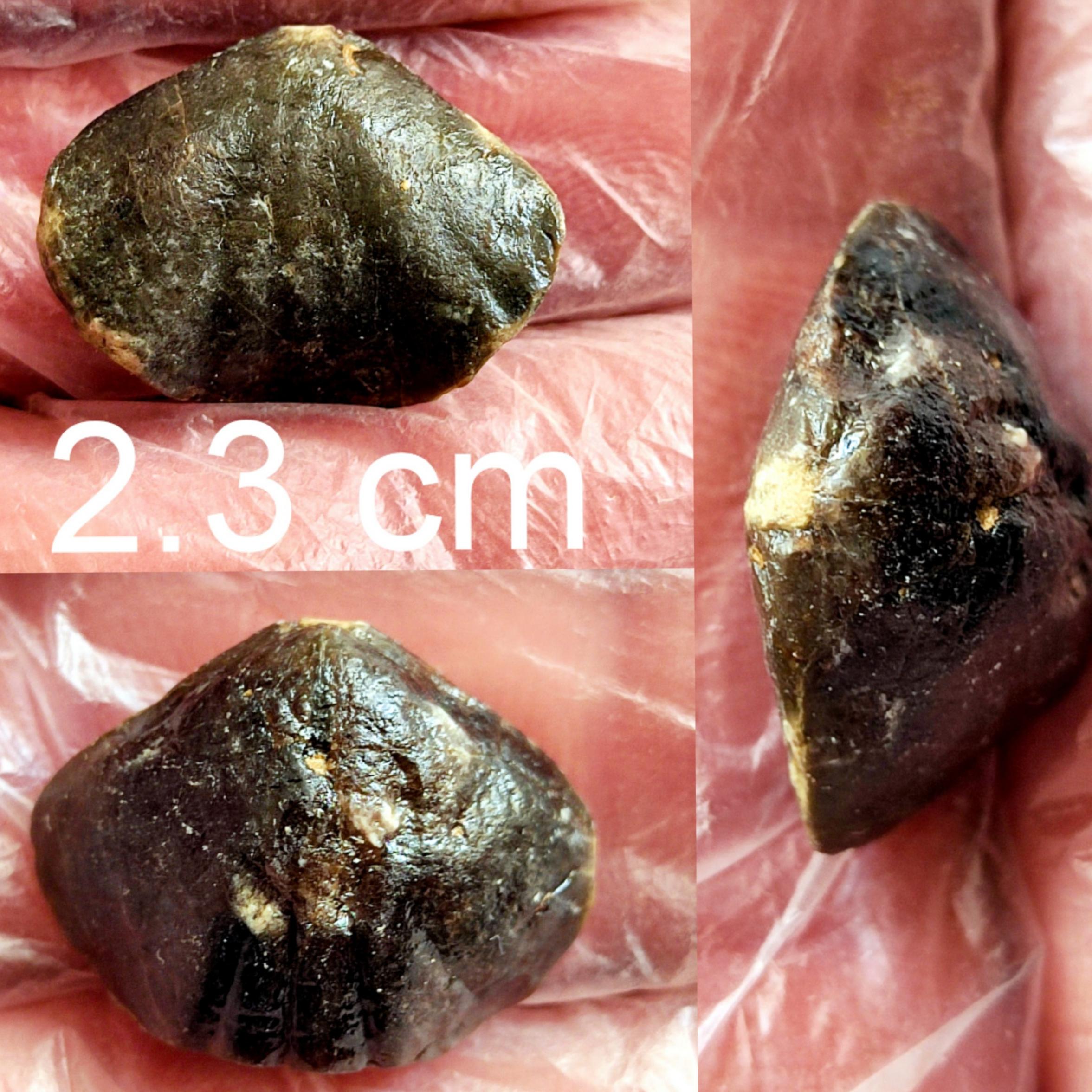 فسیل براکیوپود از زمان کربنیفر تهران