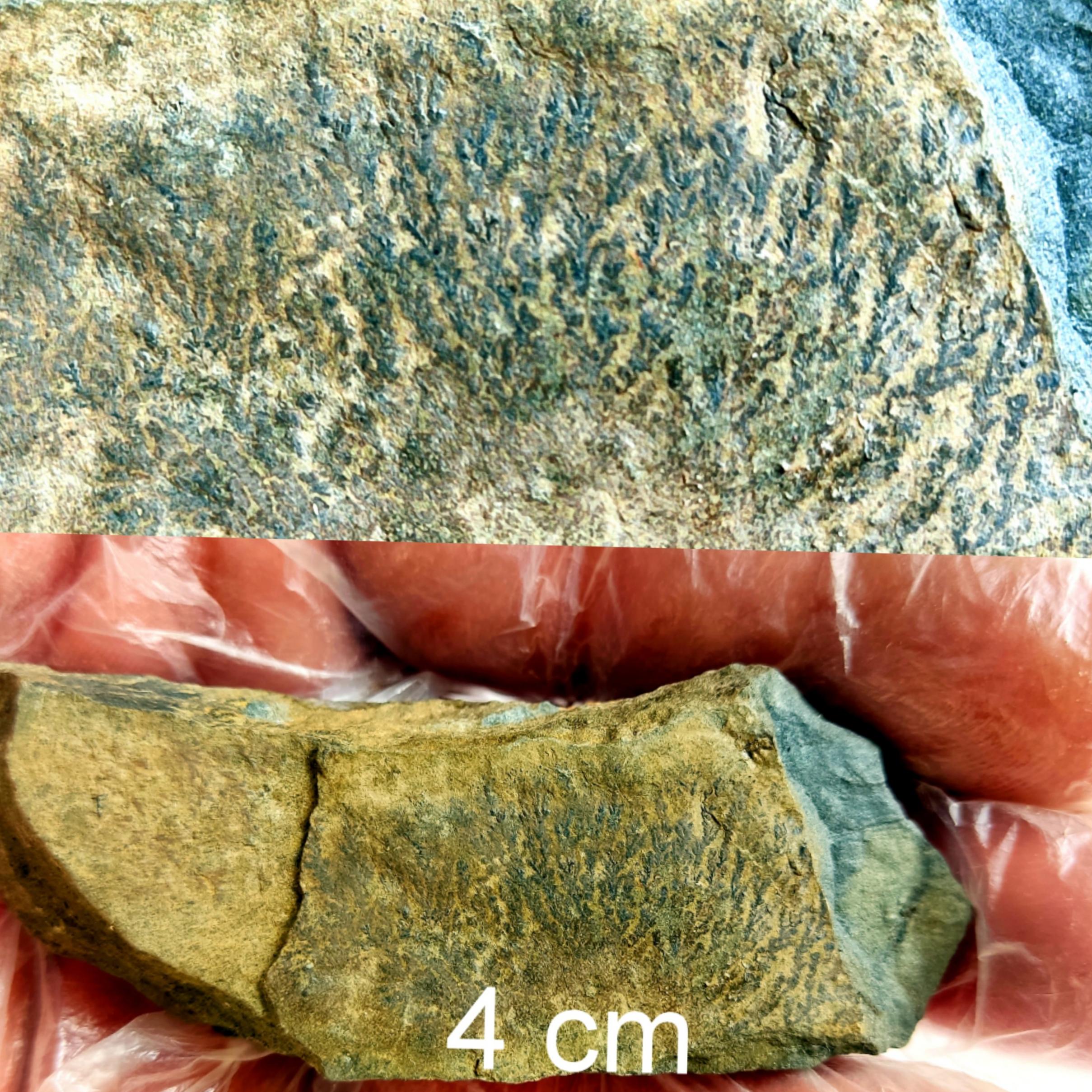 فسیل گیاهی خیلی کمیاب نه گراپتولیت یا دندریت