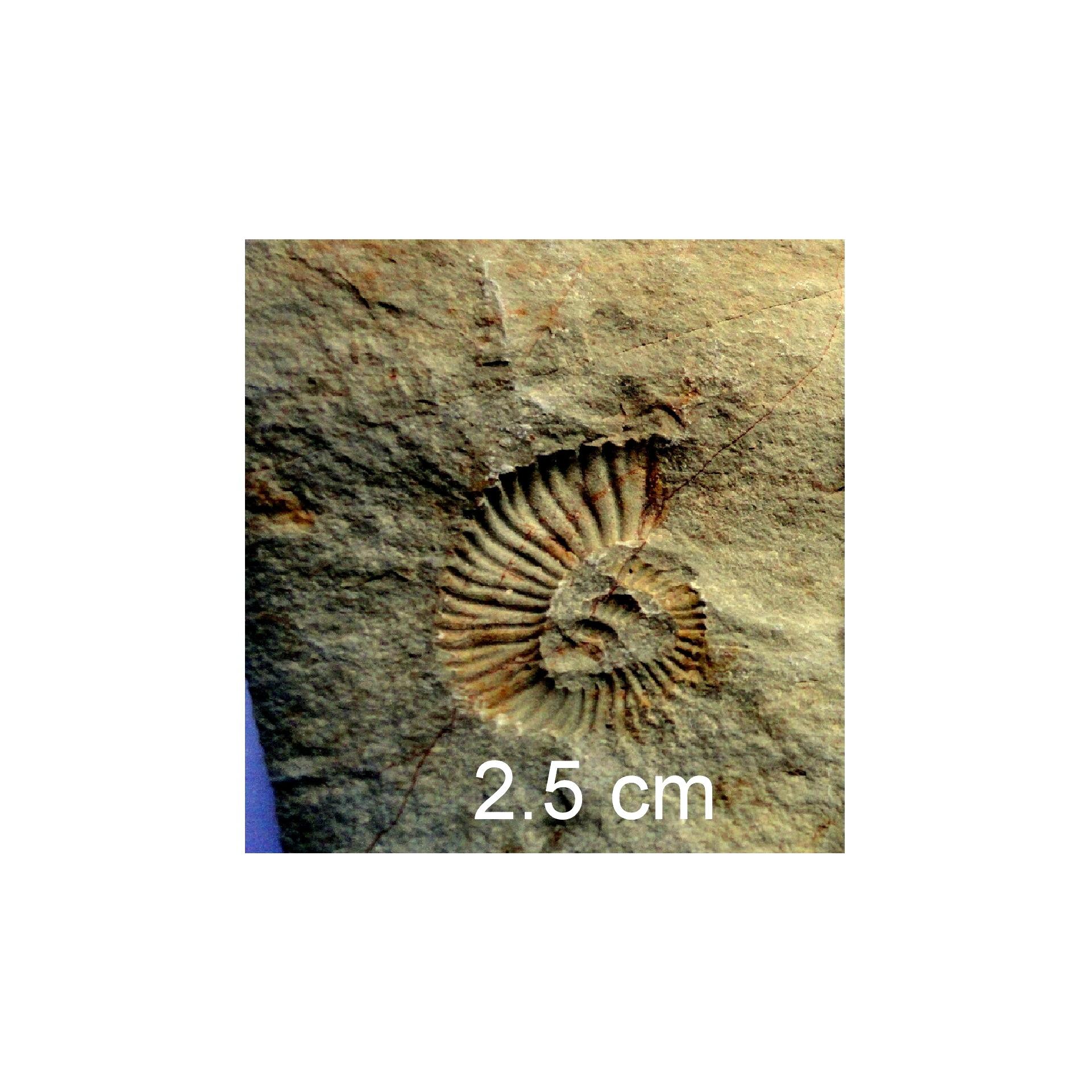 فسیل آمونیت هترومورف جدید کمیاب از کرتاسه کپه داغ
