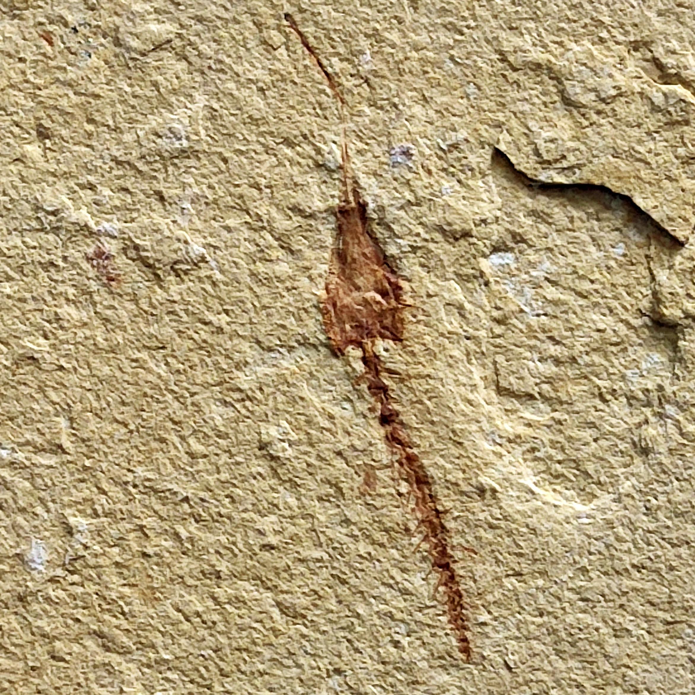 فسیل نیزه ماهی با نمای جدید و برش خورده